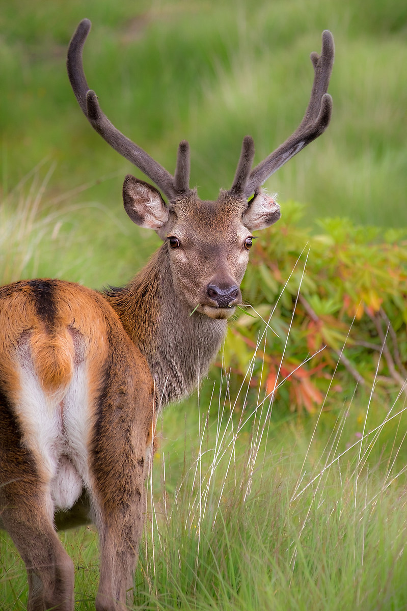 Red deer (Cervus elaphus)
