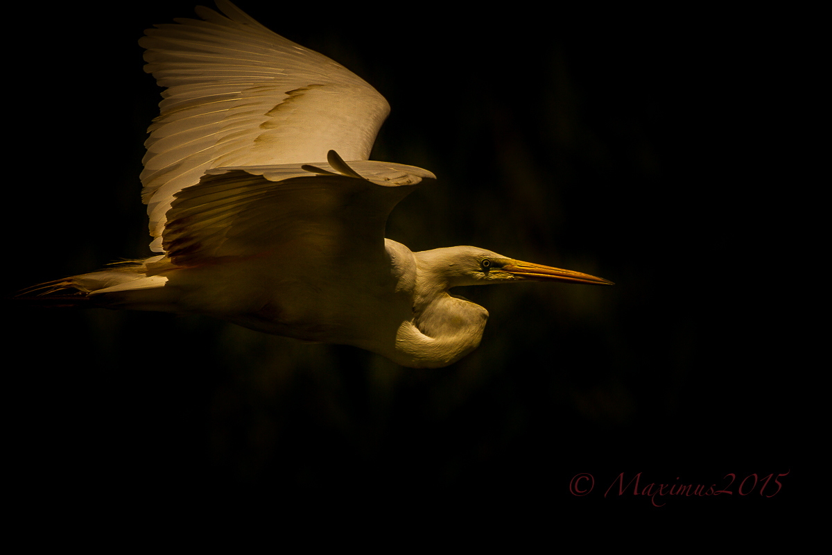 the dark .. and the white ..