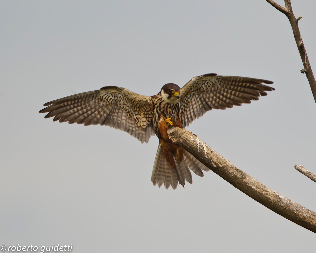 arrival at the roost