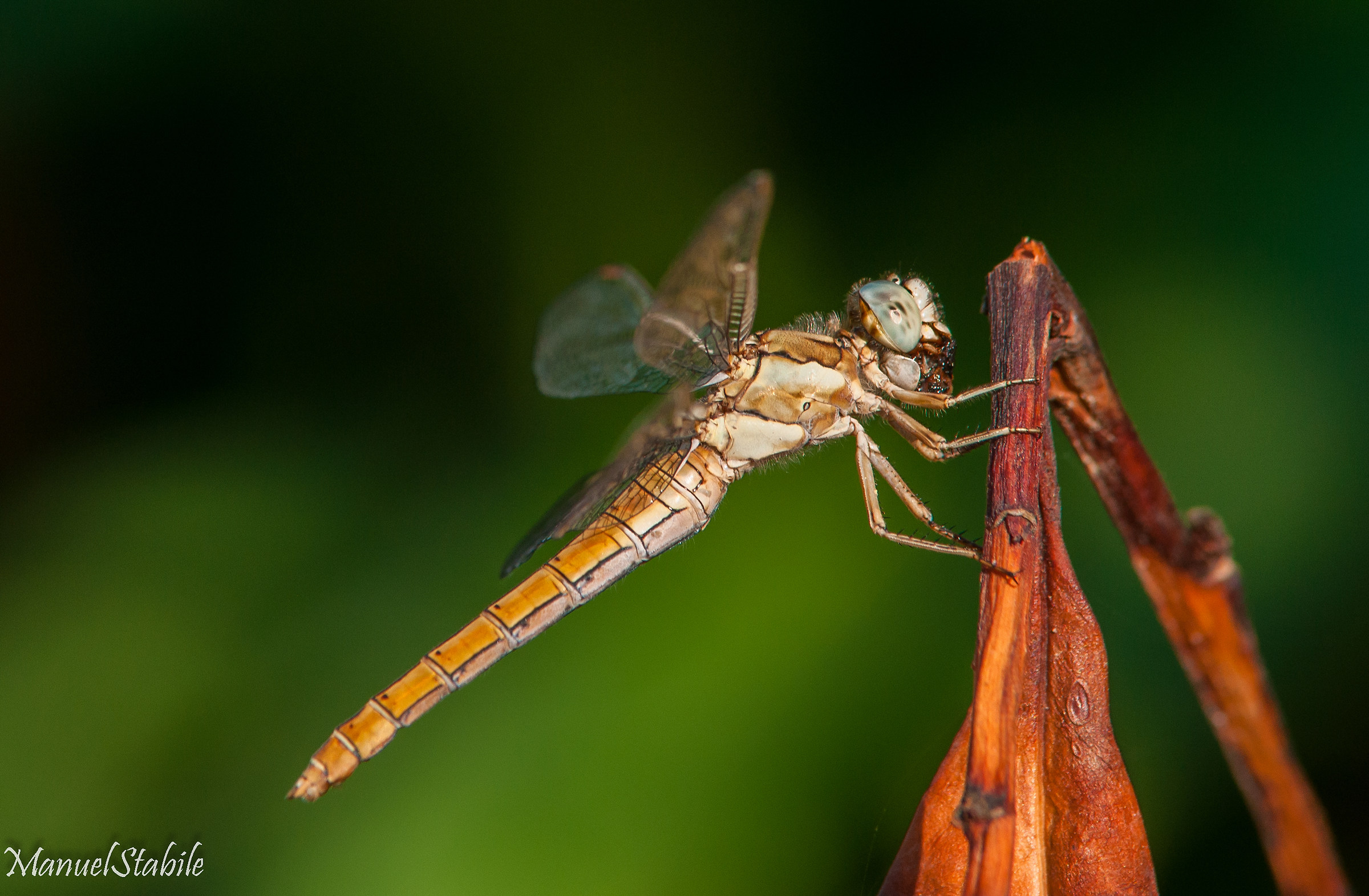 Libellula a Pranzo