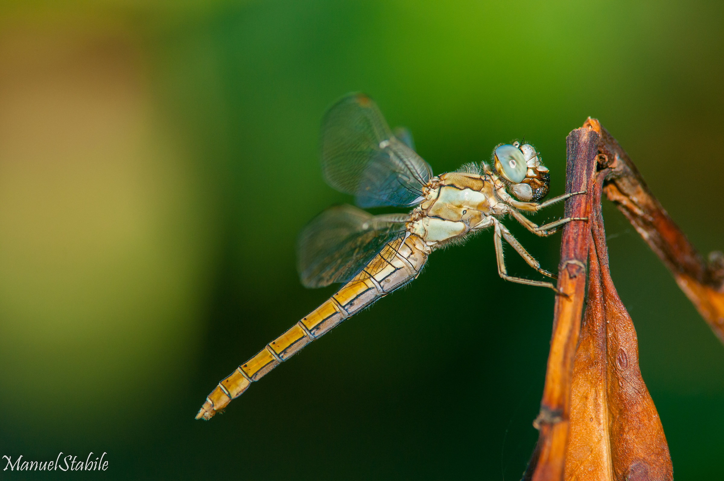 Libellula a pranzo 2