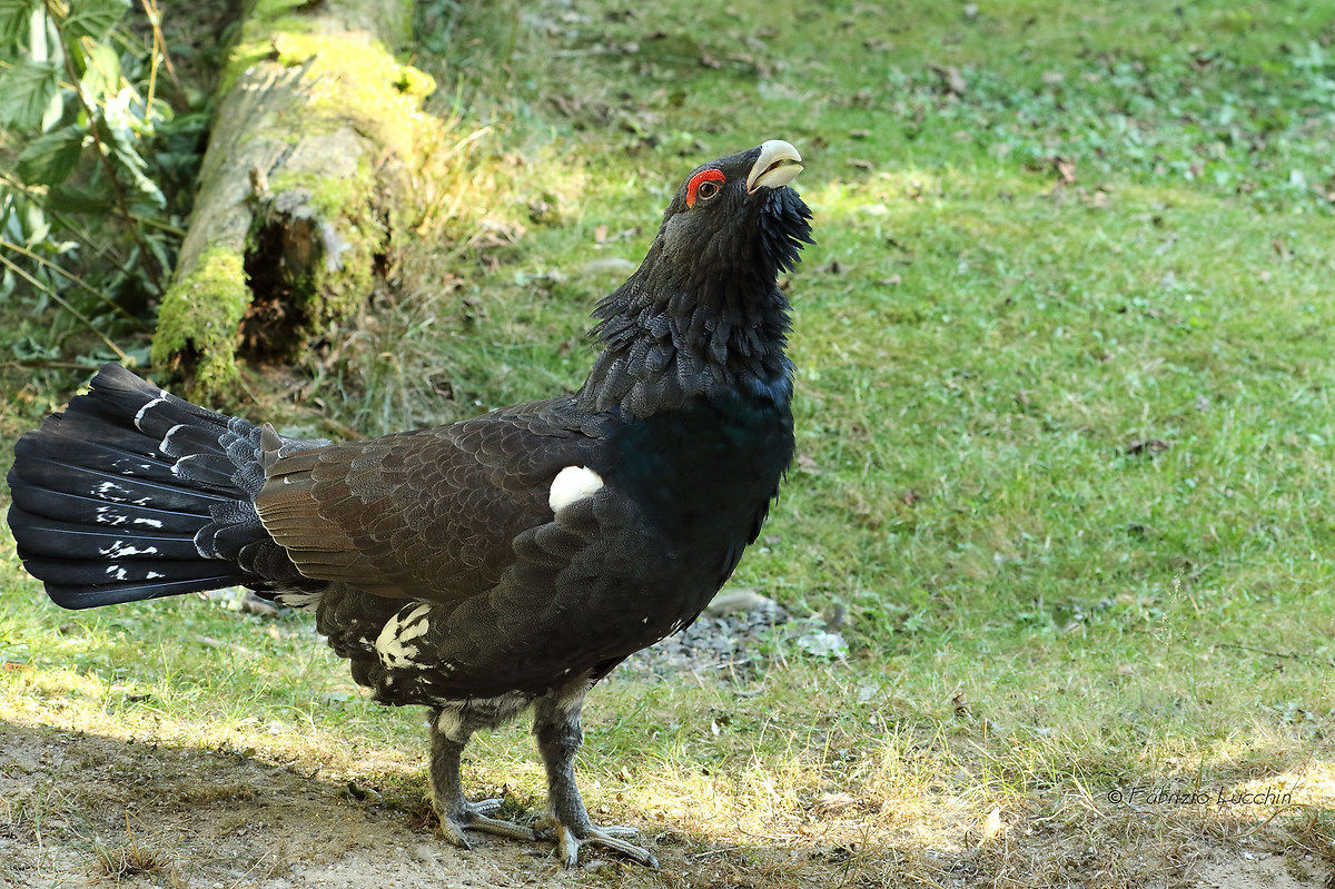 Gallo cedrone