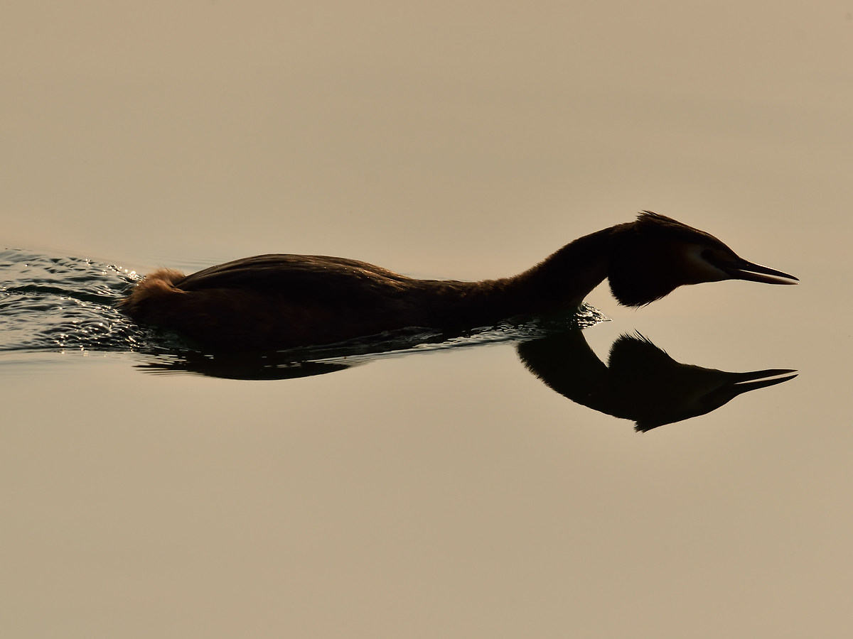 Silhouette of grebe.