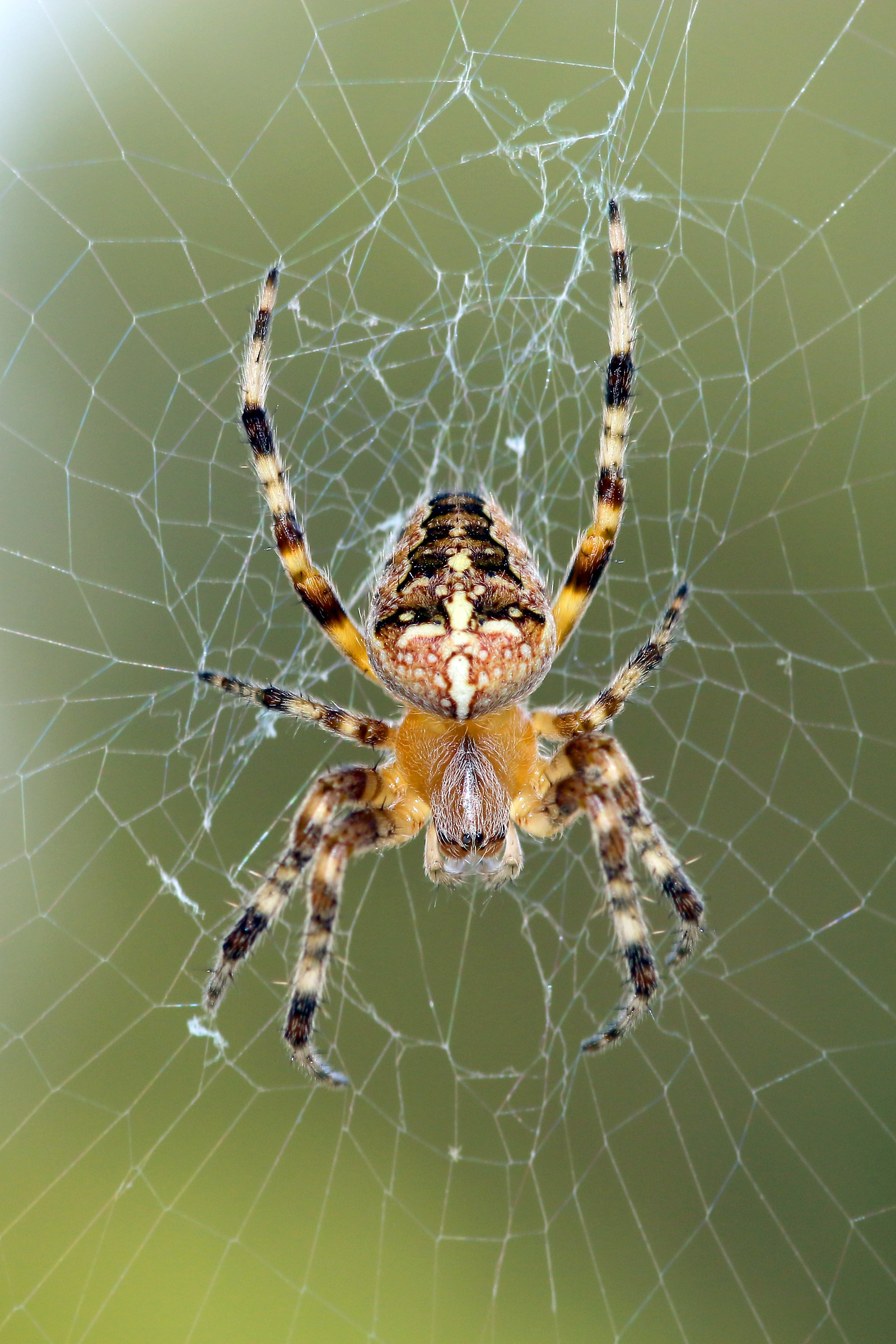 Araneus diadematus