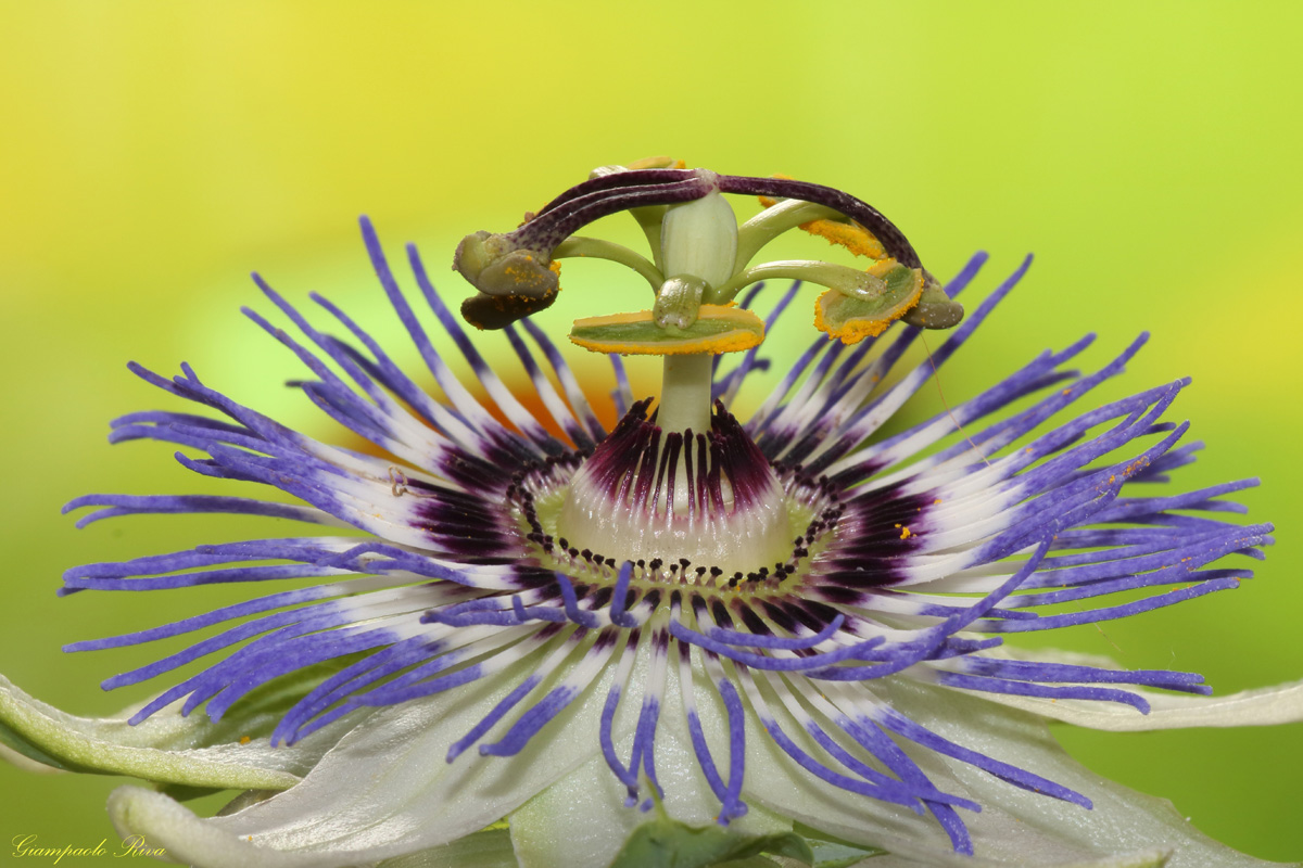 Passionflower