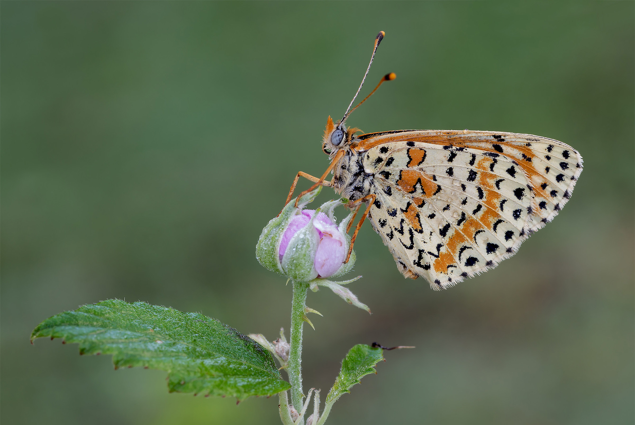 Melitaea didyma