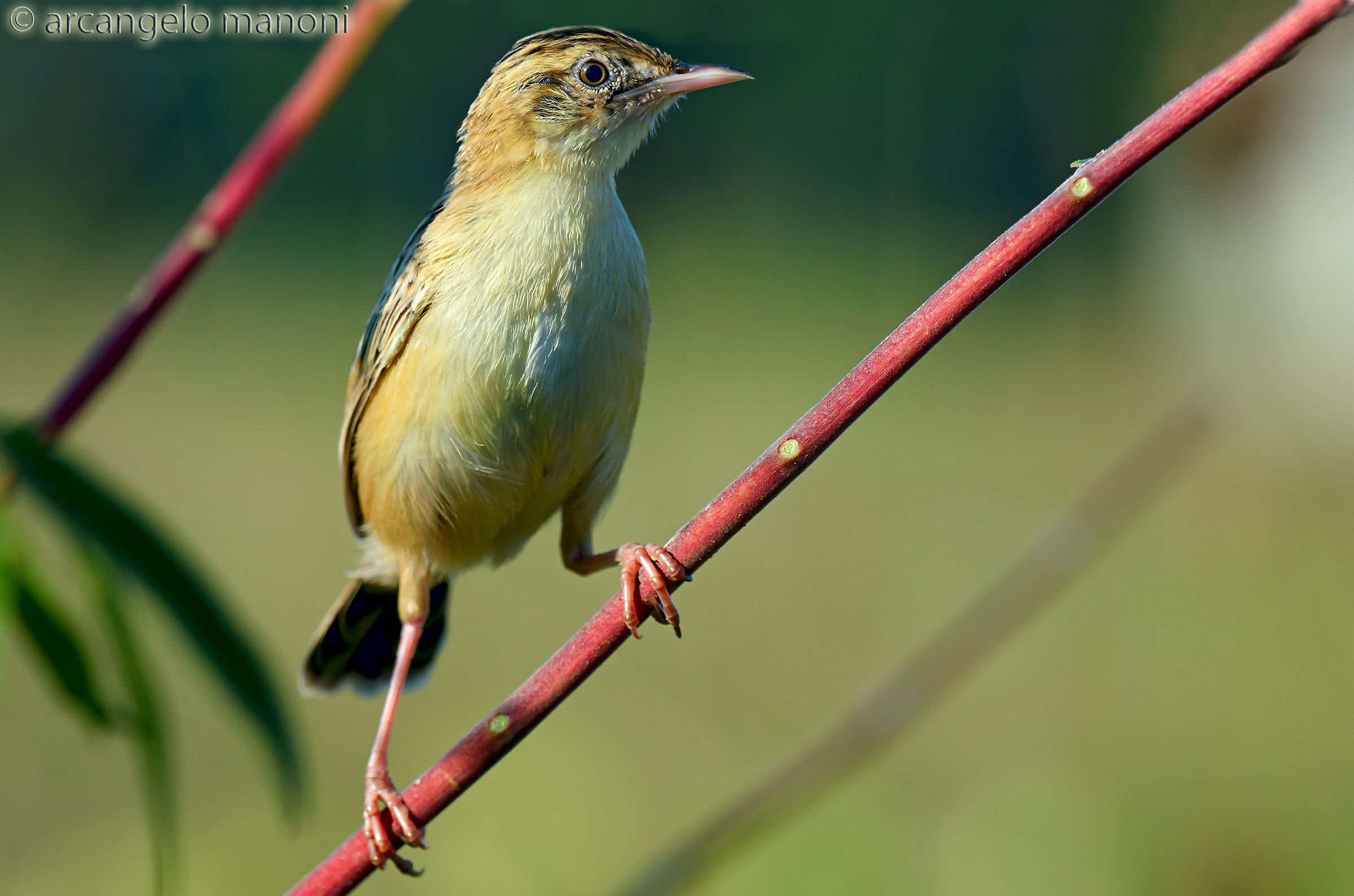 Beccamoschino in vedetta
