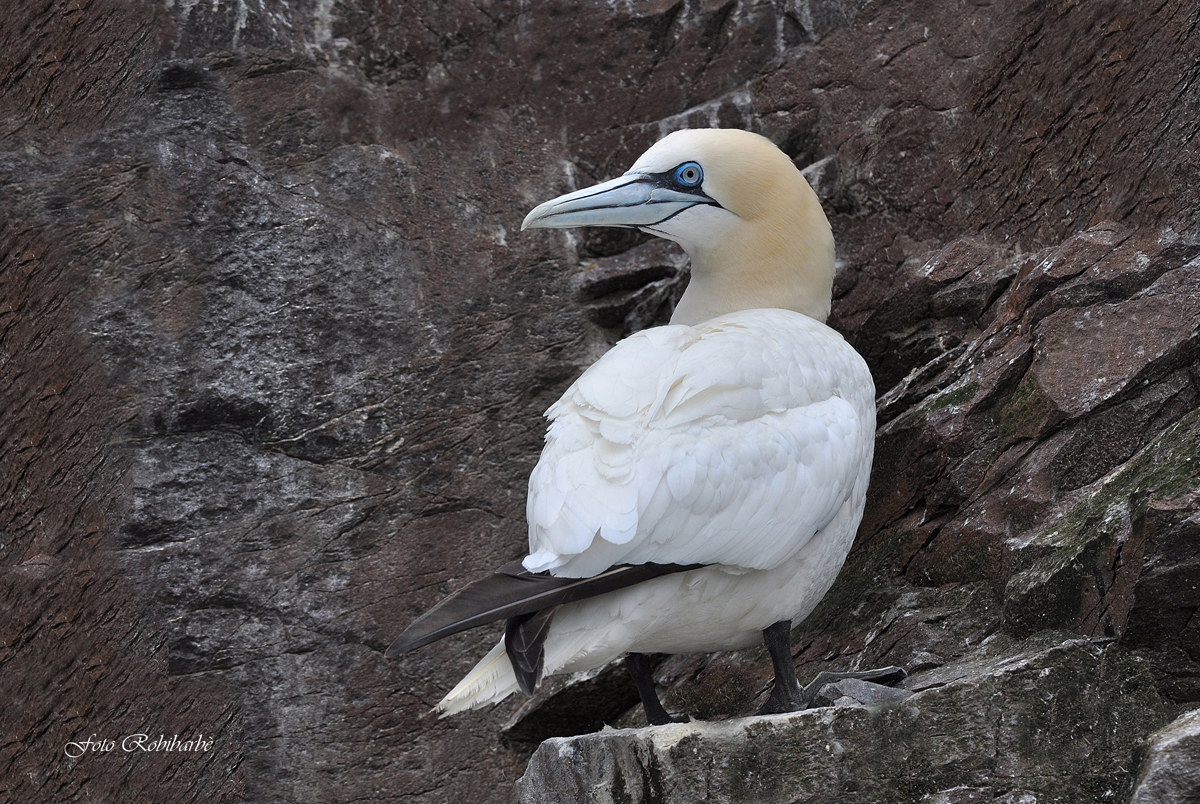 Sula in primo piano...