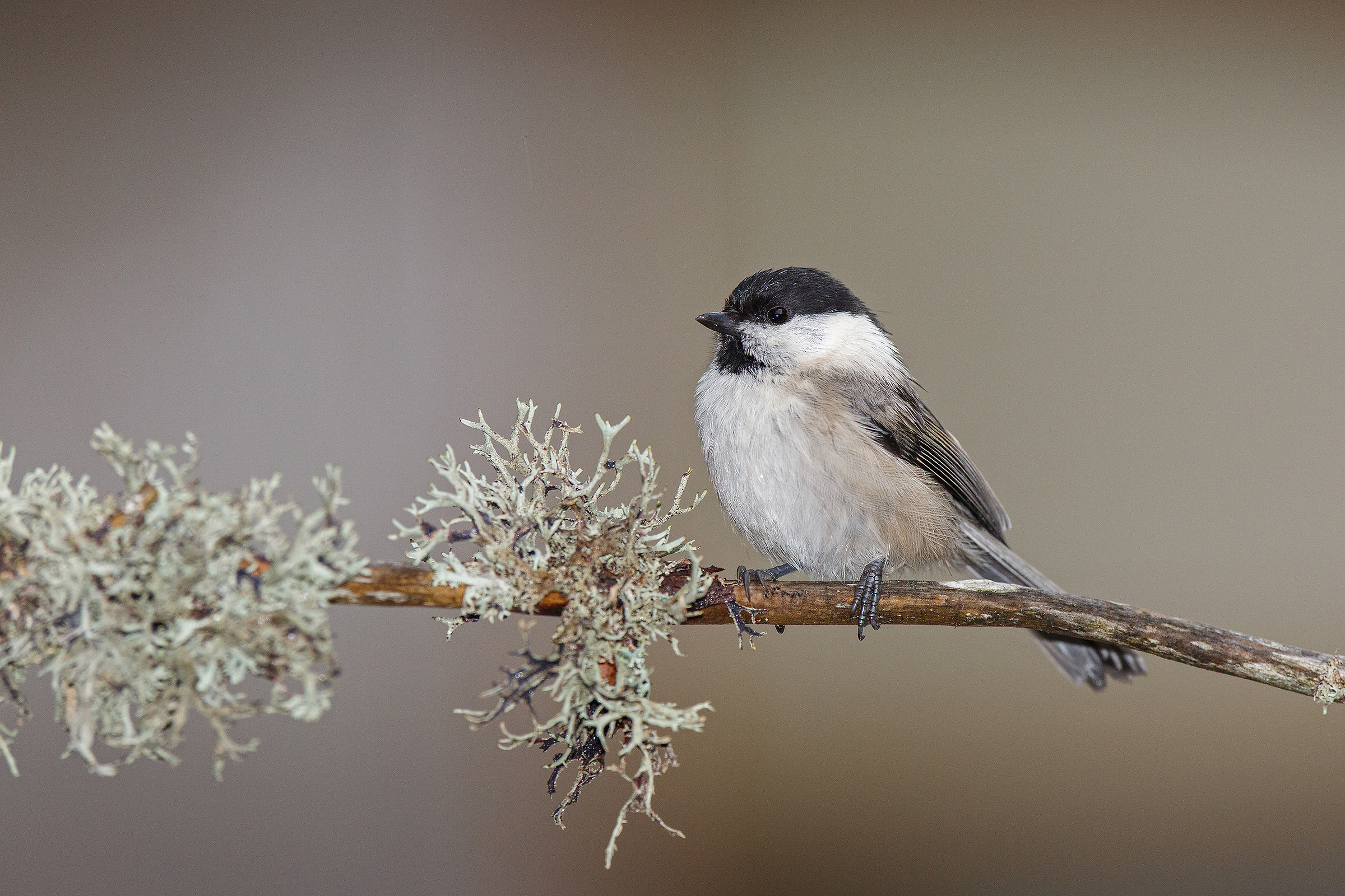 willow tit