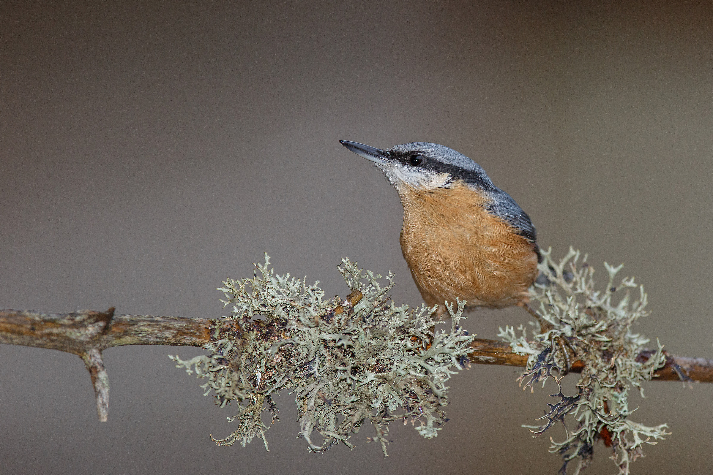 nuthatch