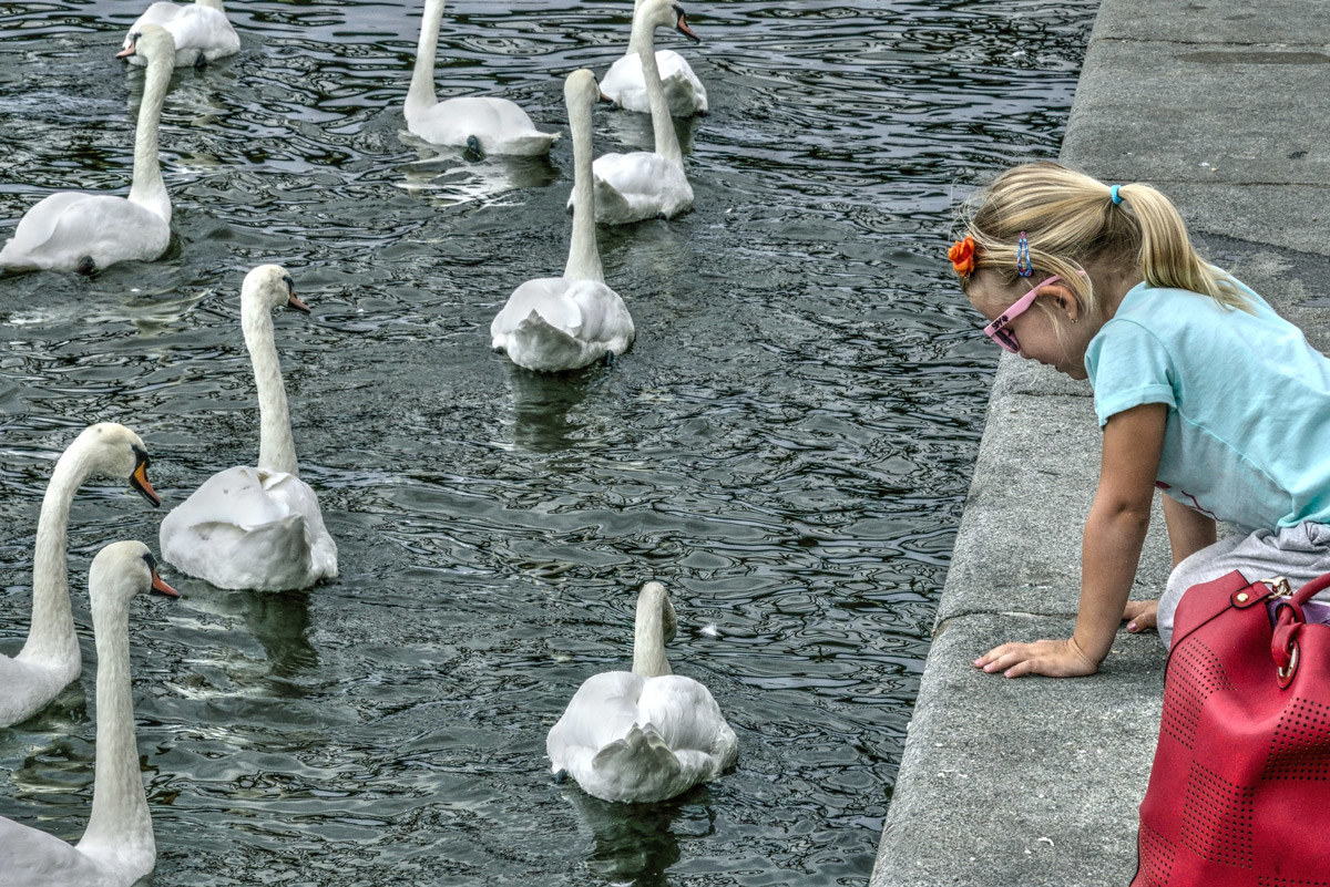 The Swan River Vltava