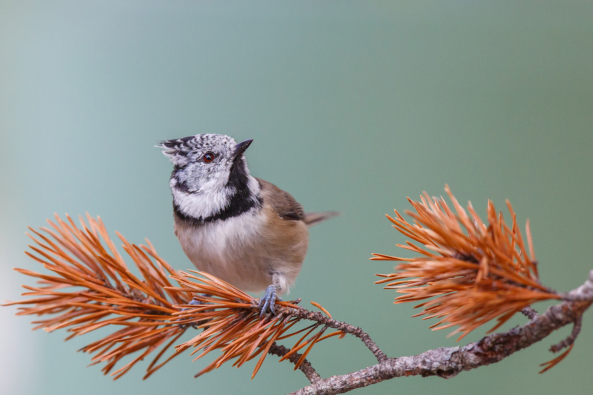 crested tit