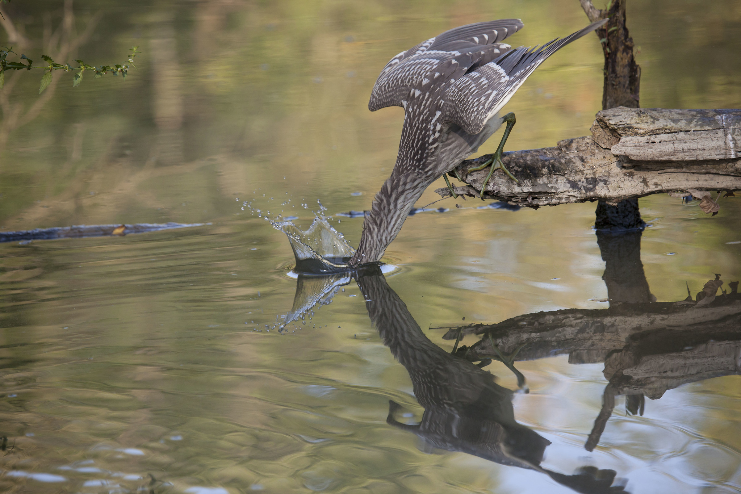 L'ha preso o non l'ha preso?