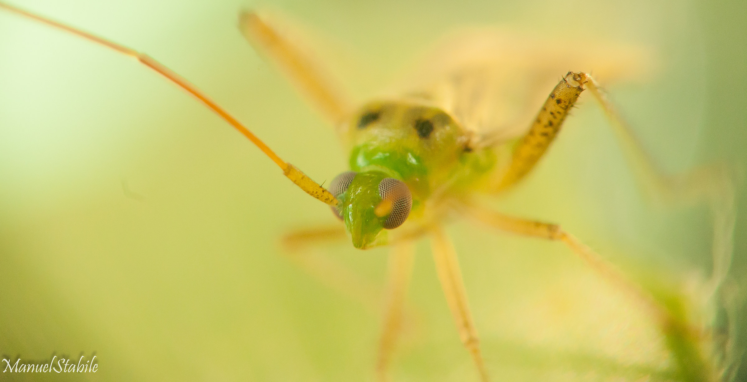 Un insetto piccolo,piccolo, piccolo