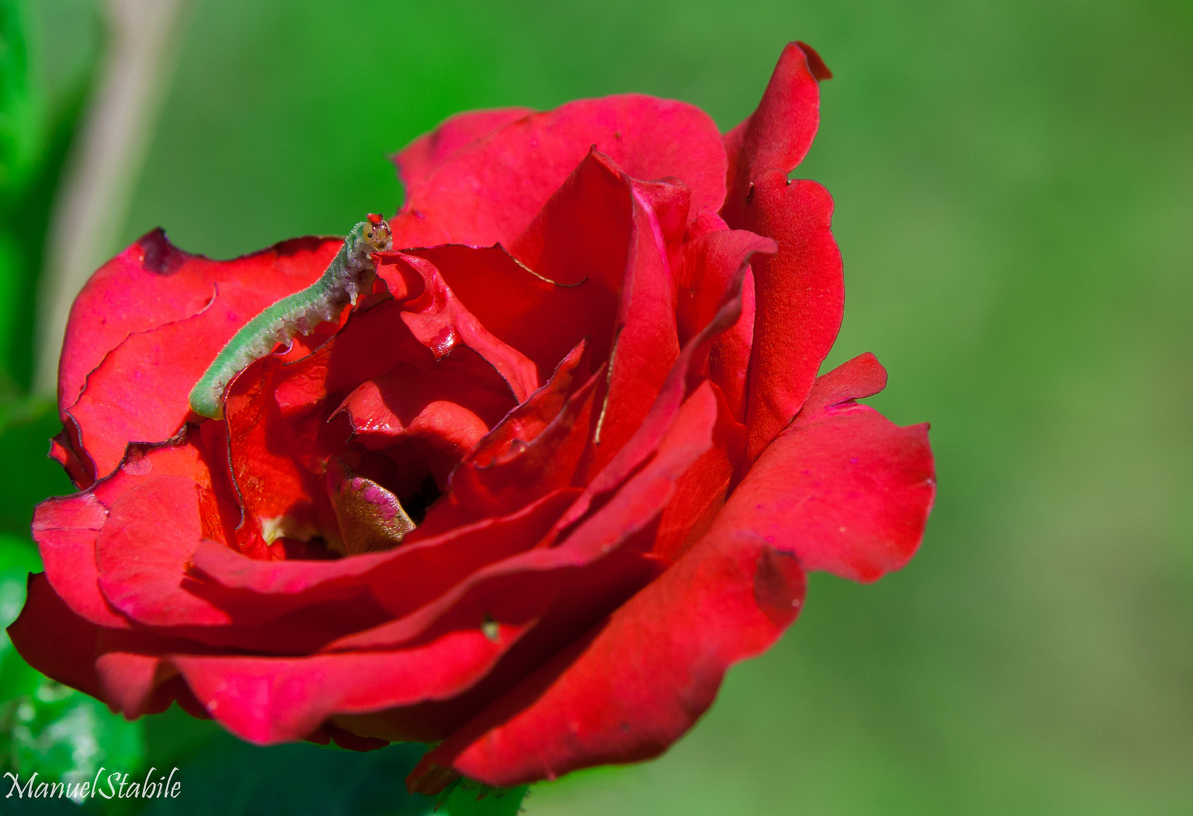 Il bruco con il cappello
