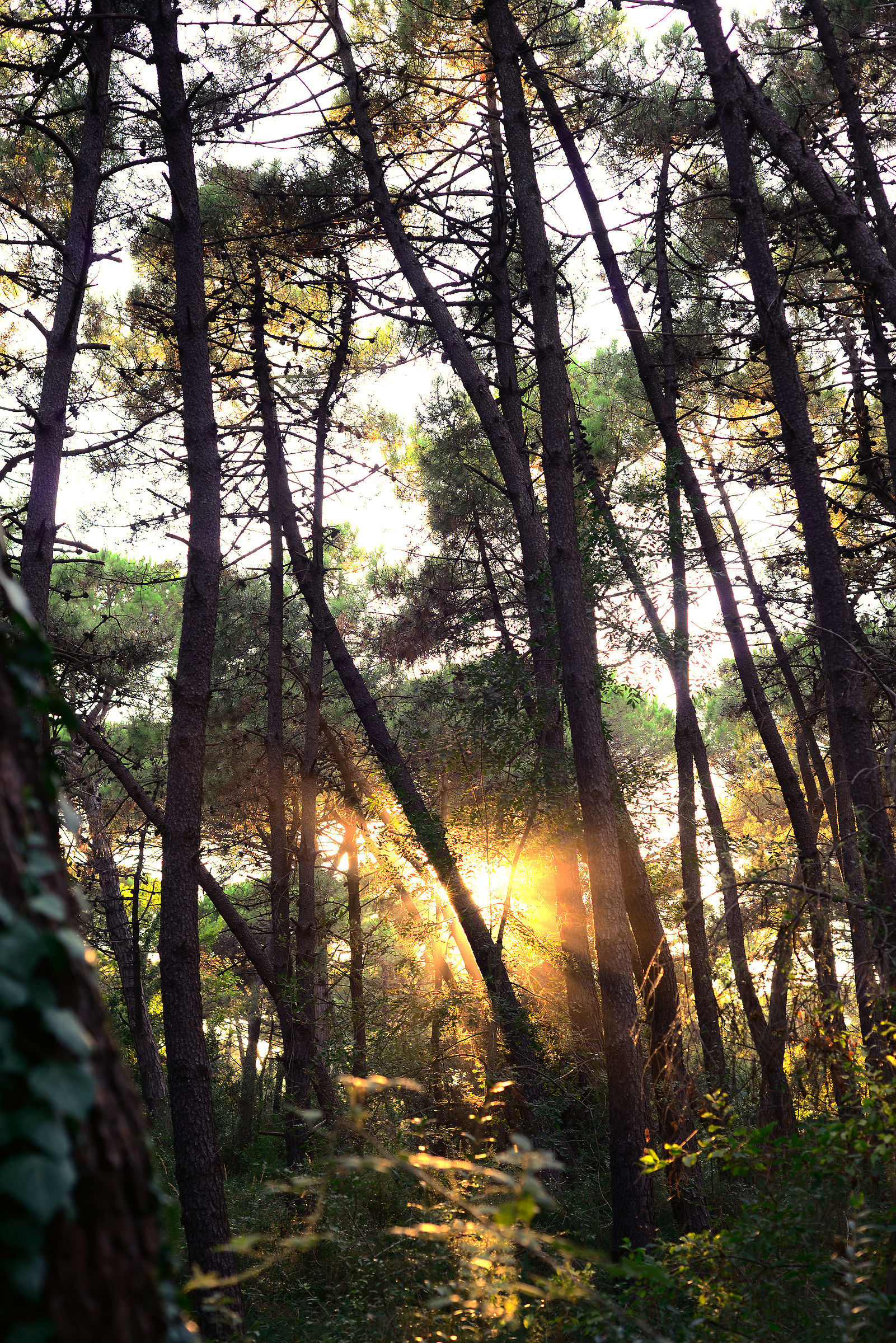 pineta di ravenna riserva naturale