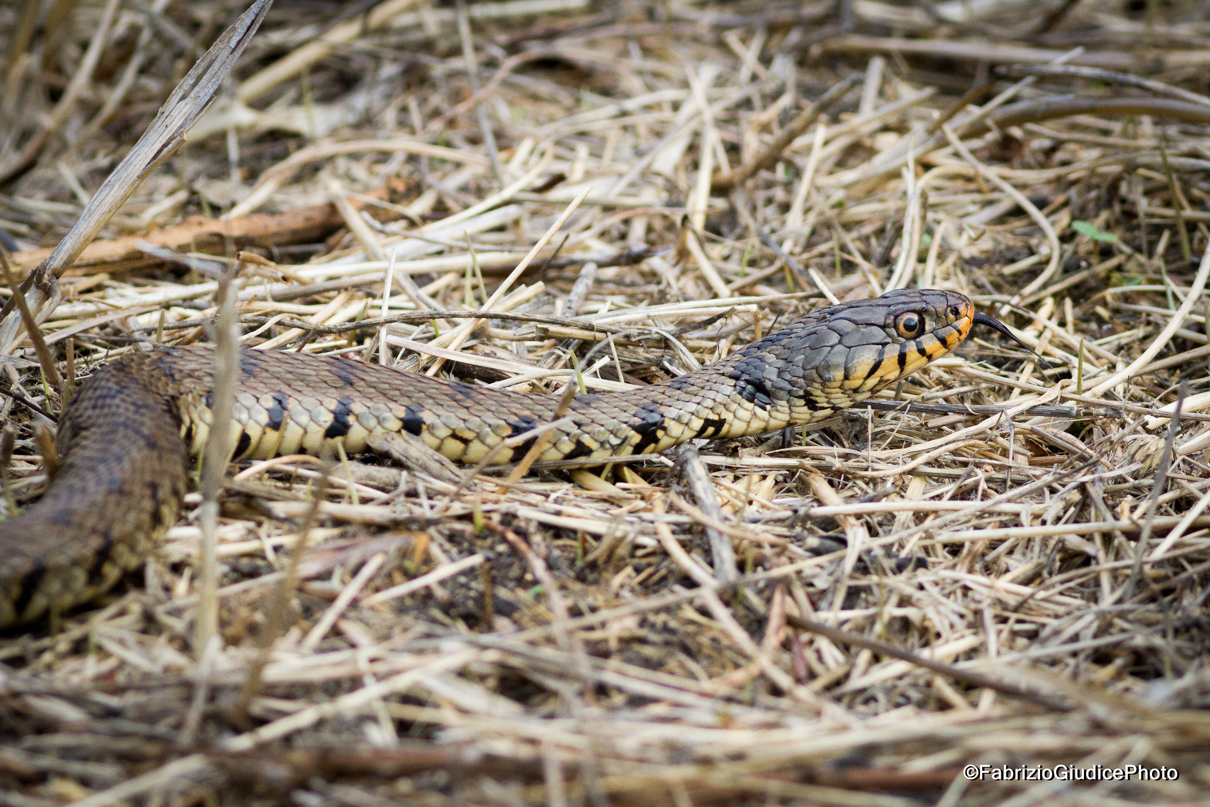 Natrix- Natrix Grass Snake