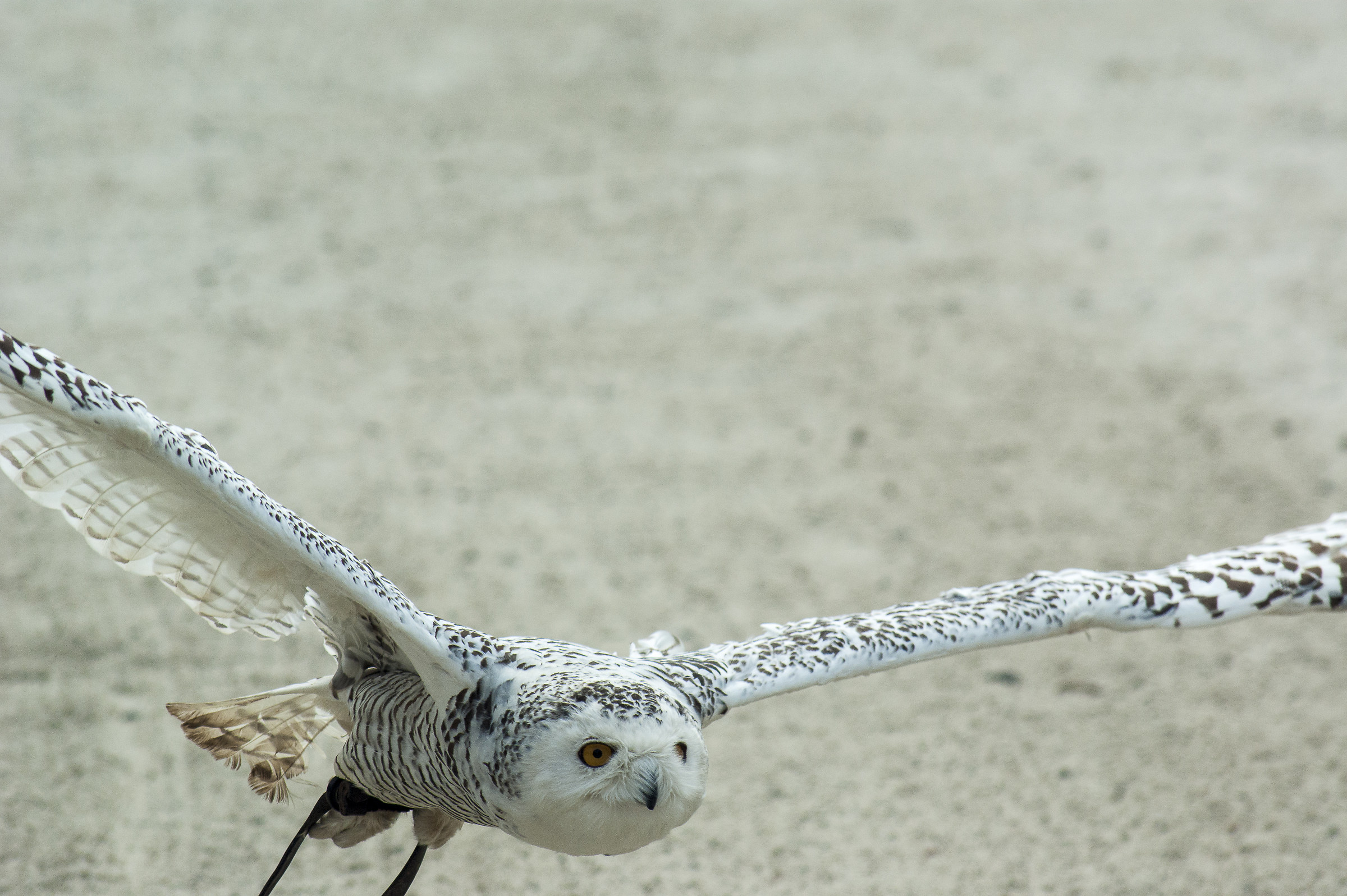 Snowy Owl