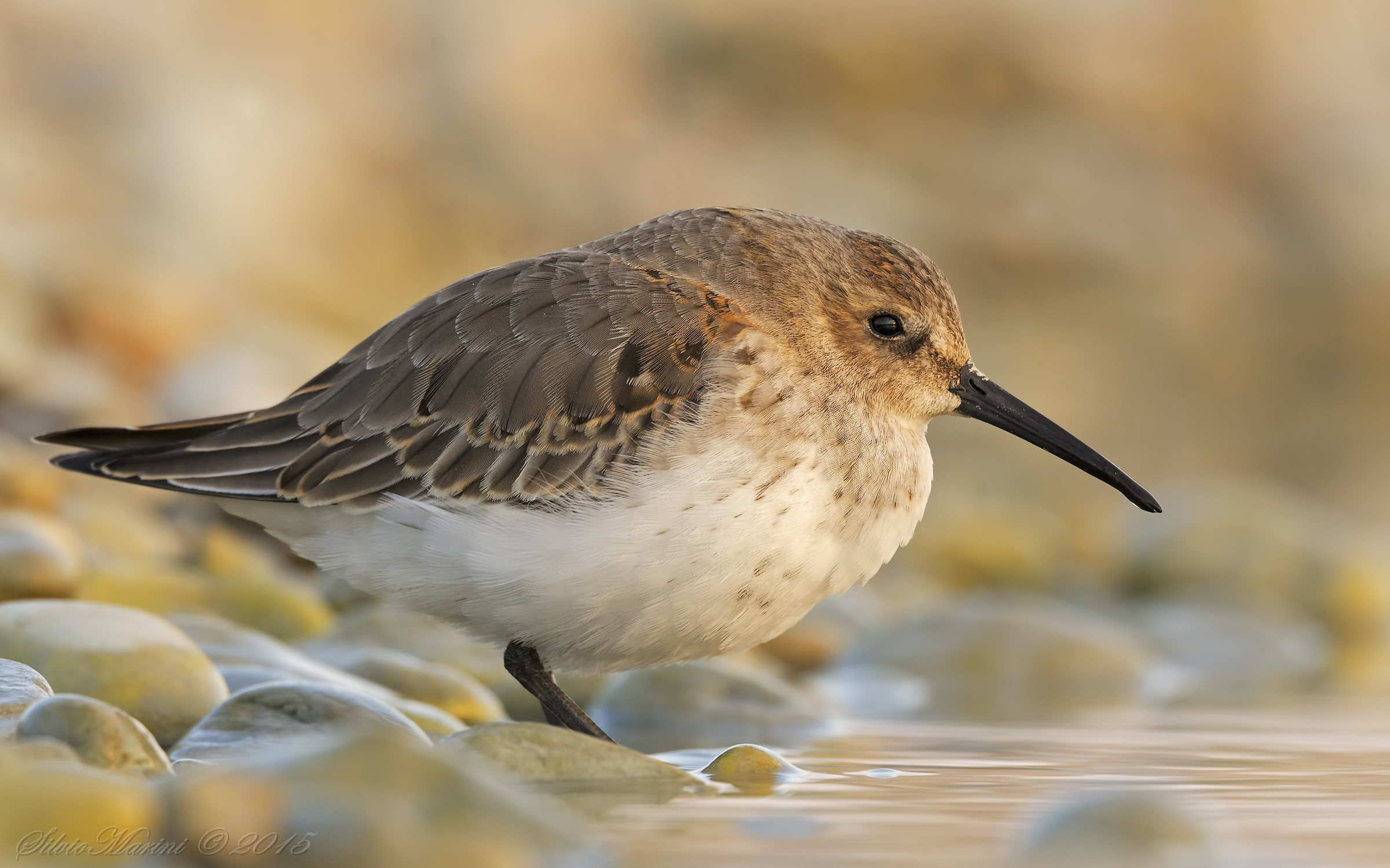Dunlin (Calidris alpina)