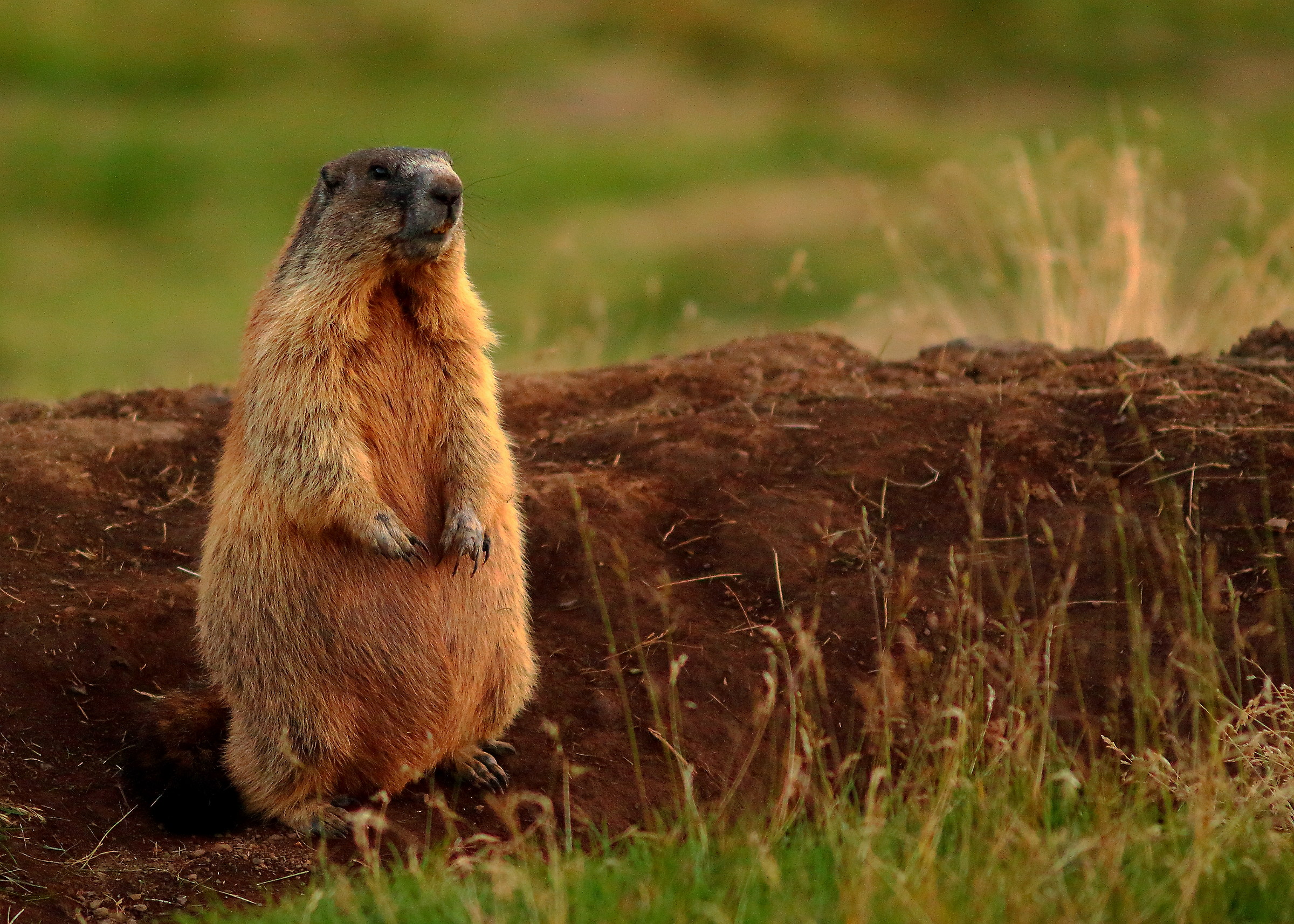 Incantata dal tramonto