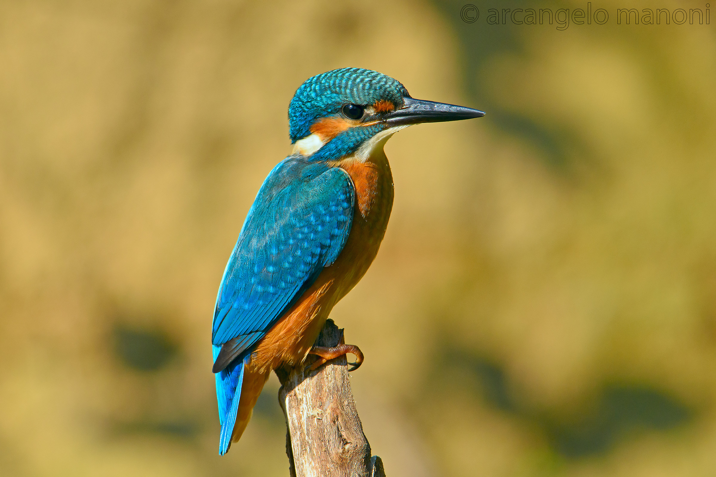 Martino a mezzogiorno