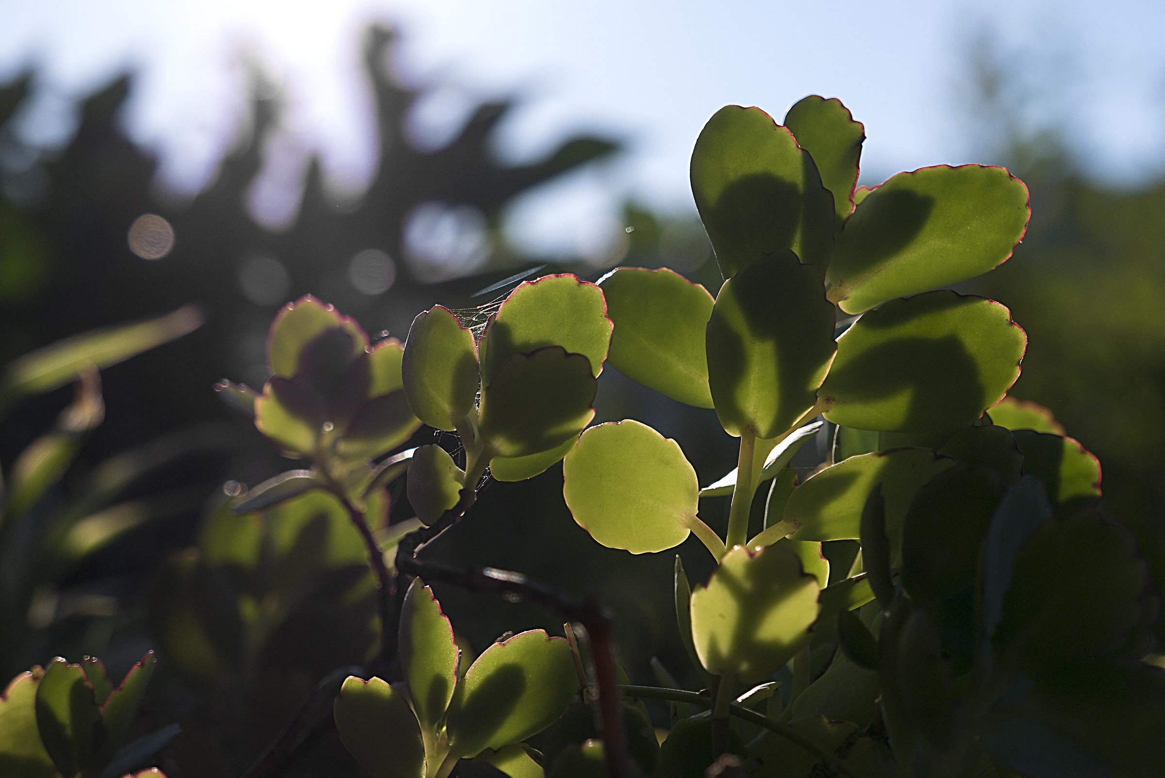 Controluce tra le foglie