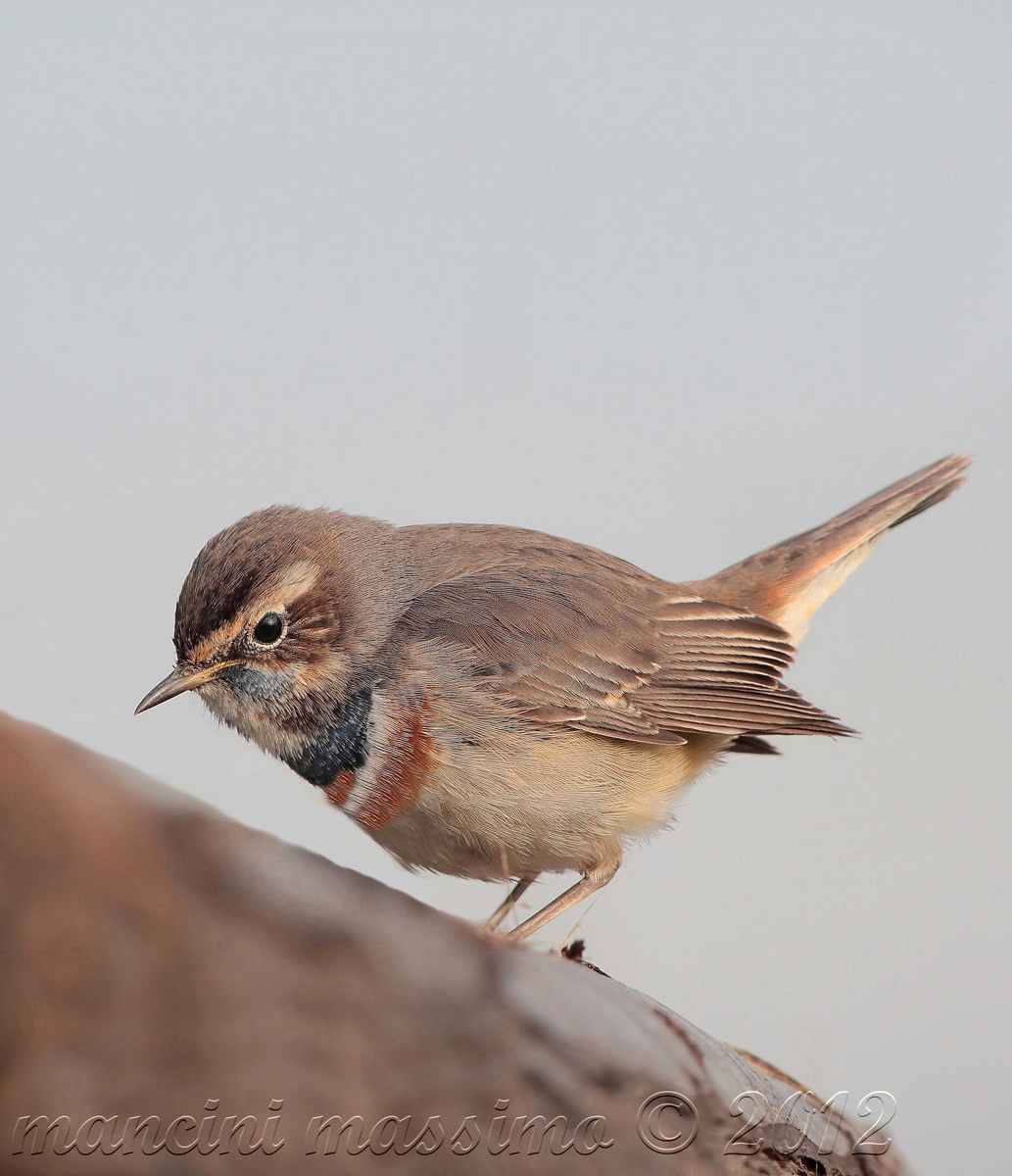 Bluethroat (Cyanosylvia svecica)