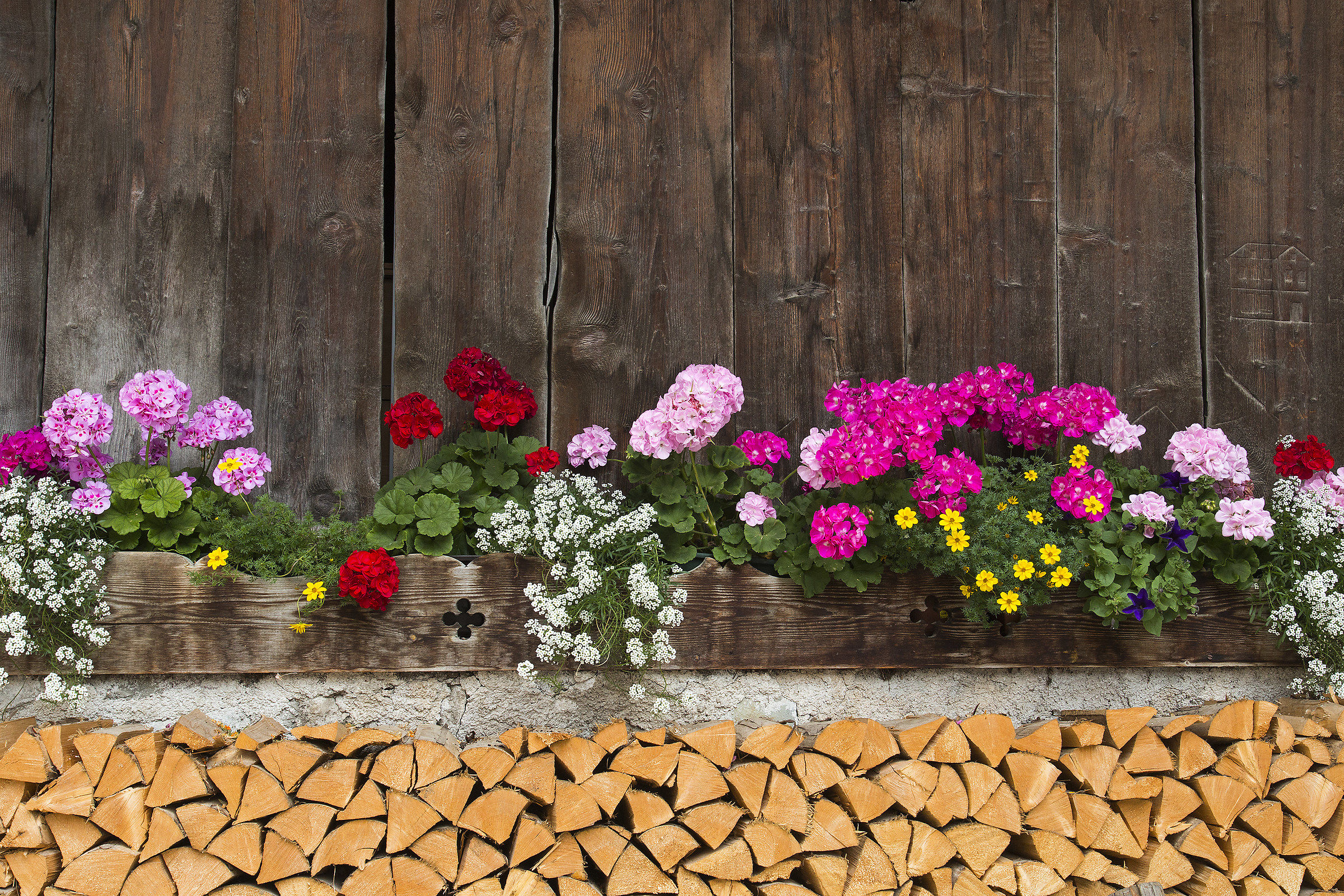 The flowers on the woodshed.