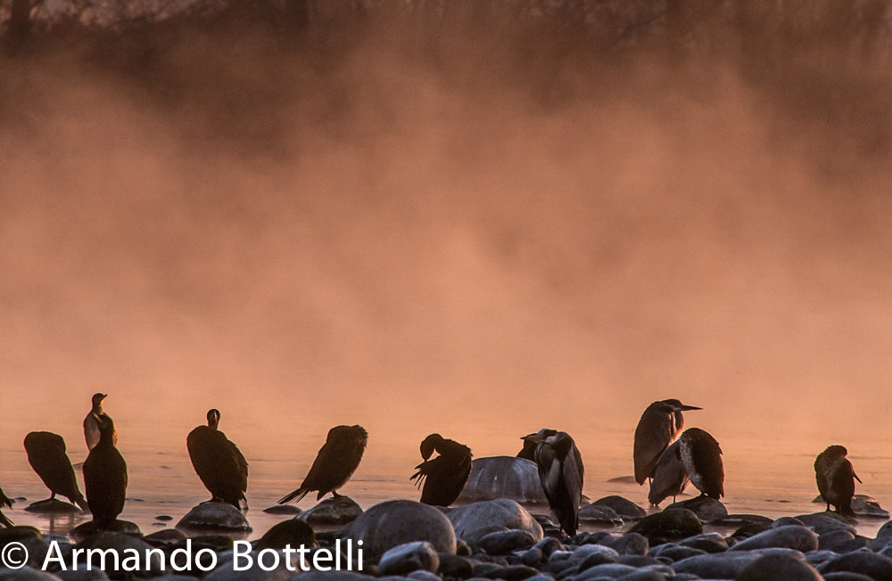 Cormorants and herons on the Ticino
