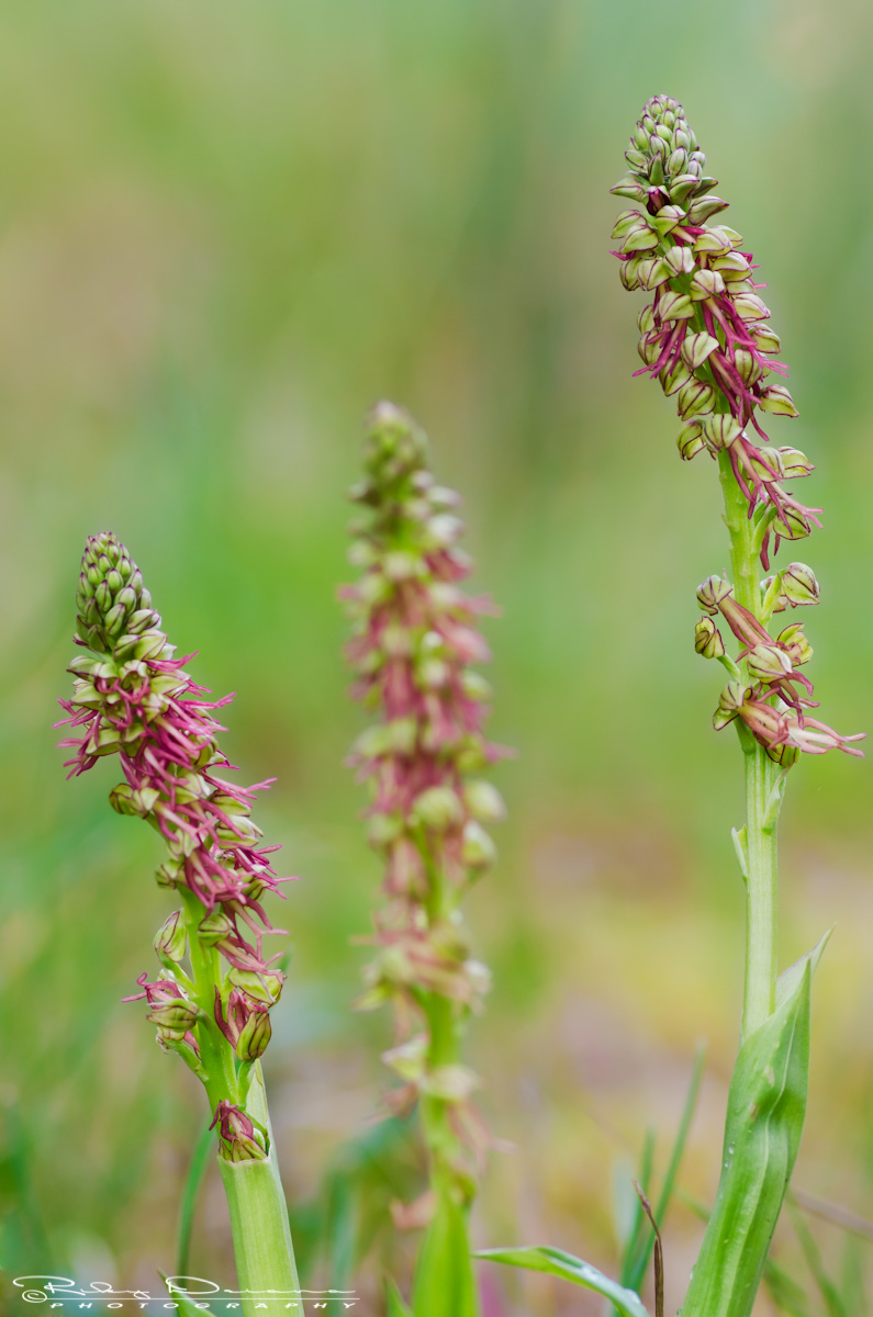 Orchis anthropophora