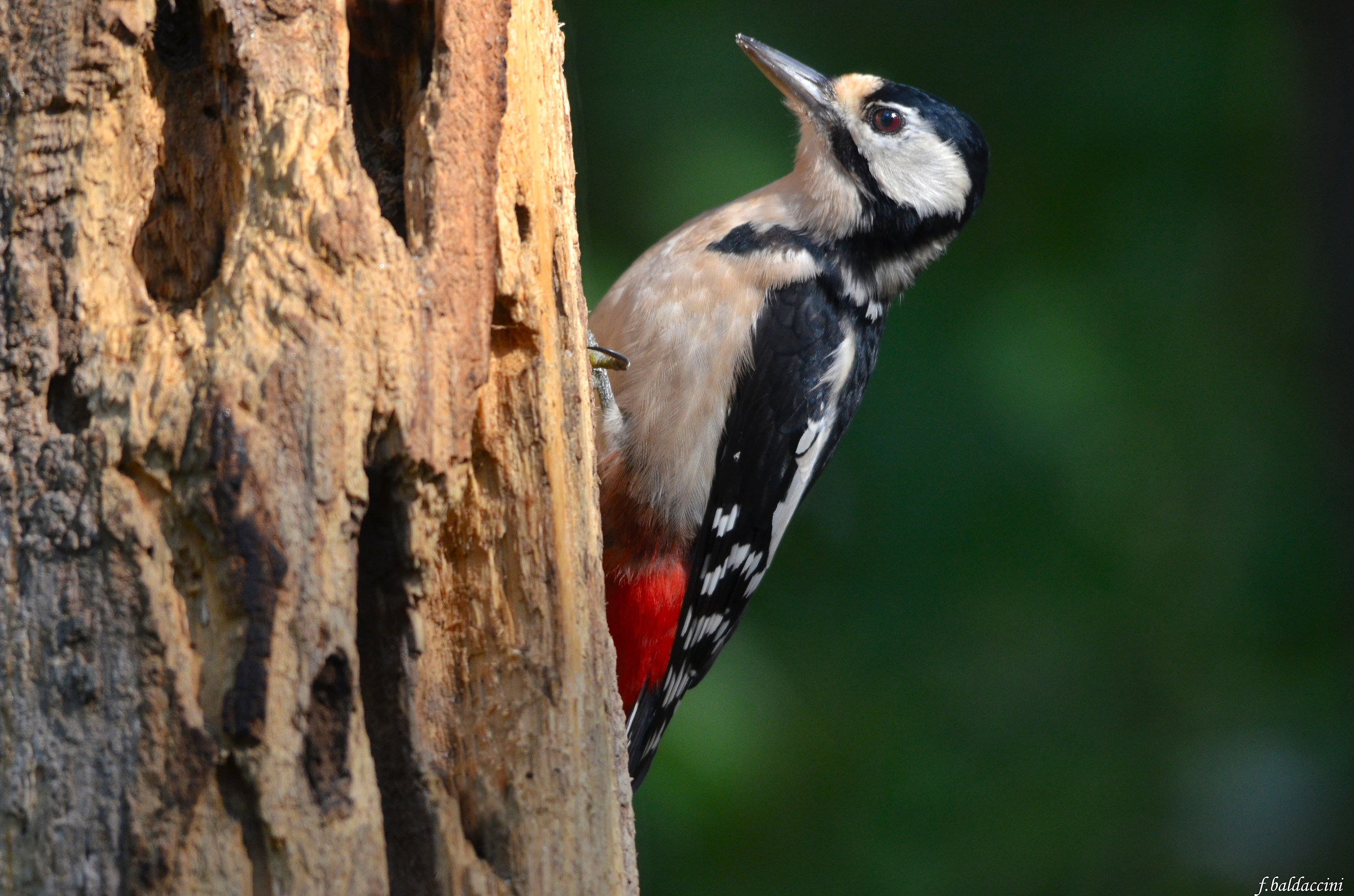 woodpecker