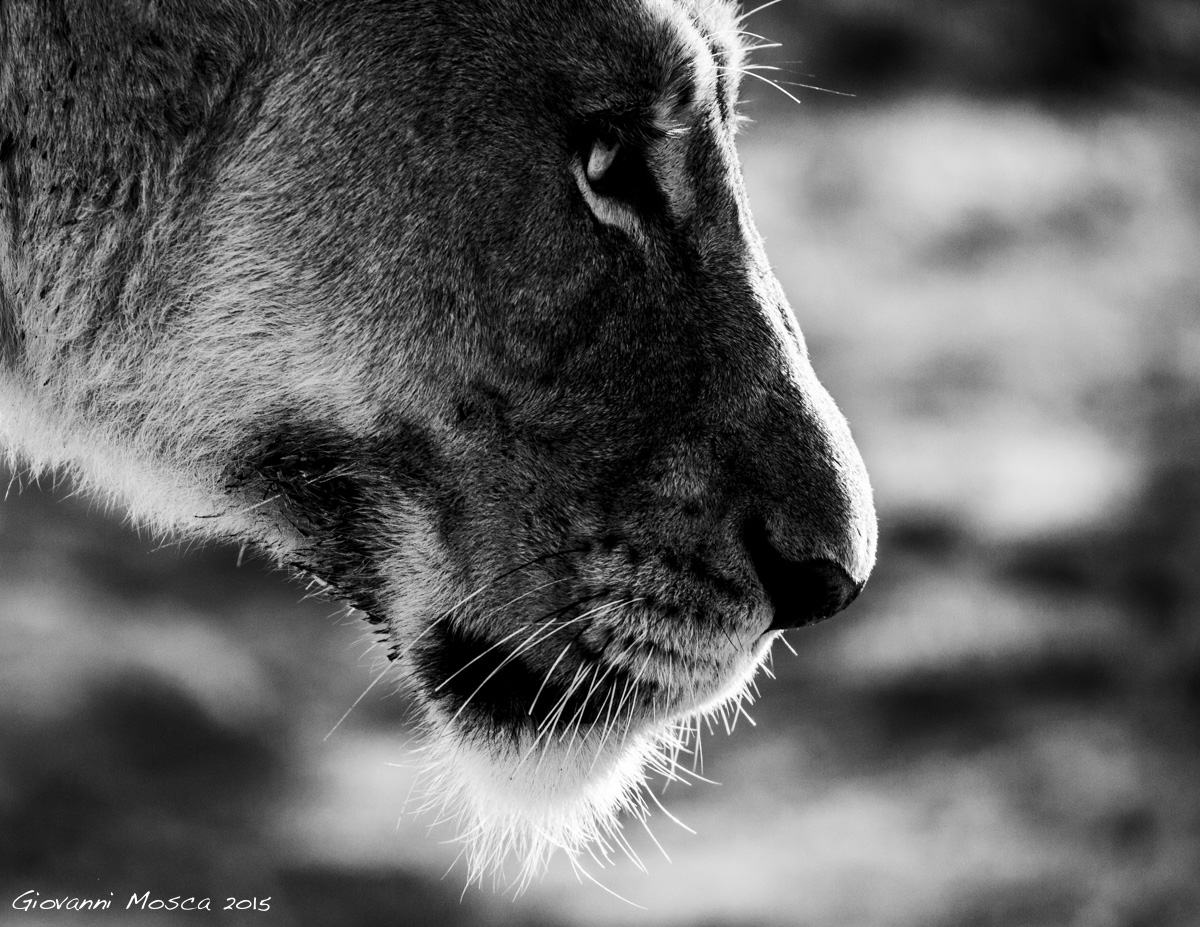 Lioness