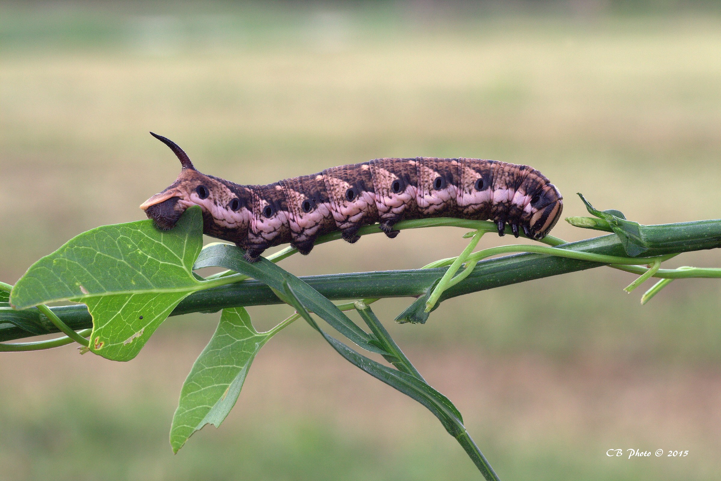 Bruco di Sfinge del convolvolo