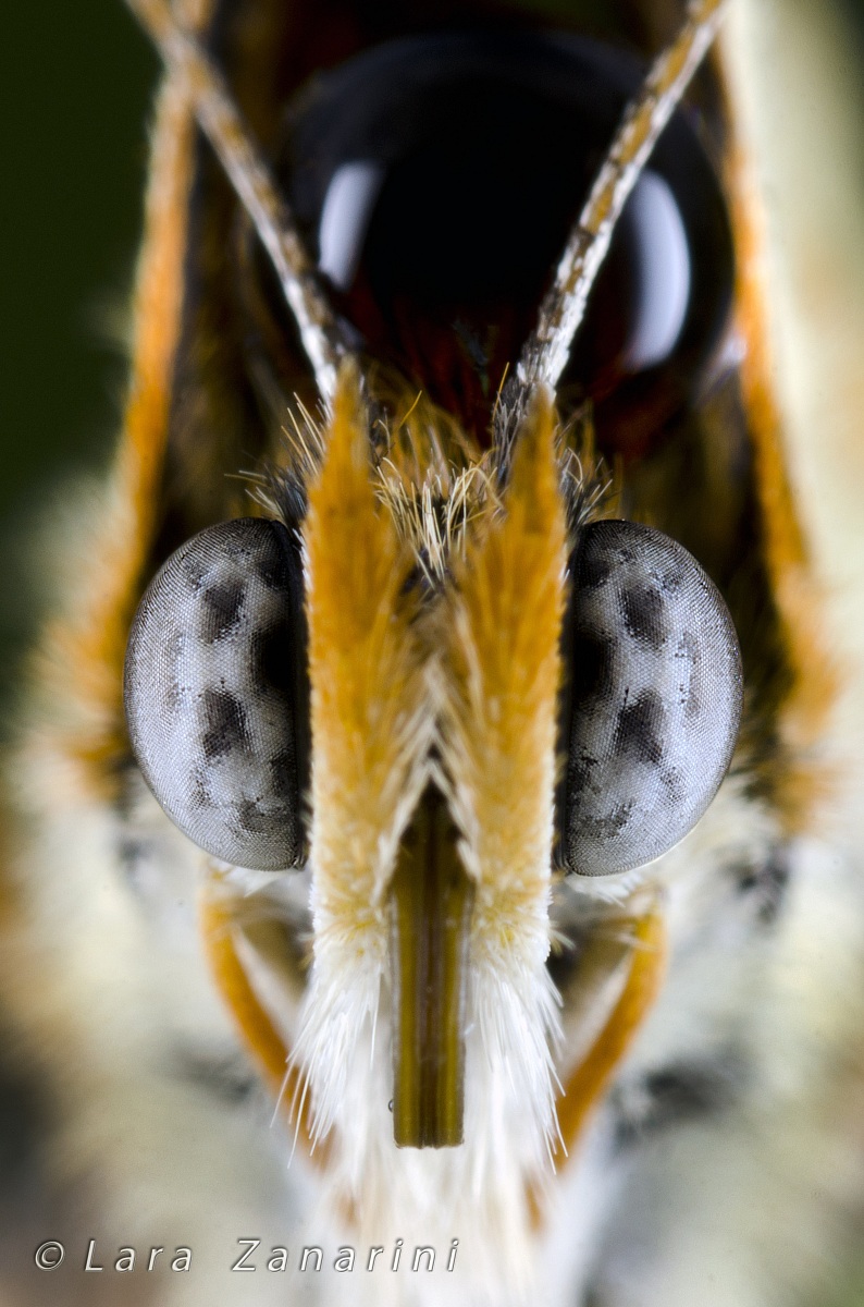 Eye of the Butterfly