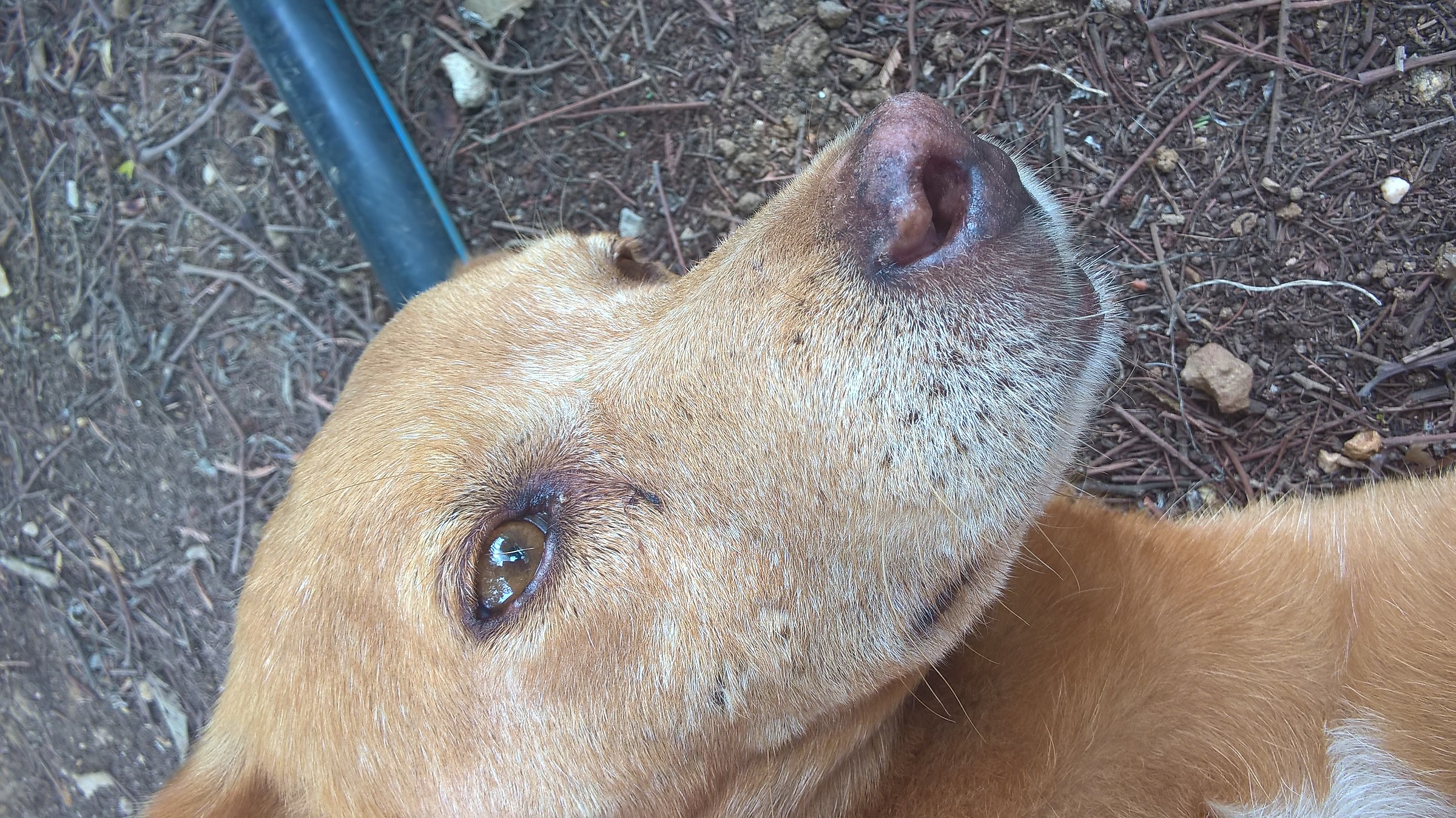 Huysky, dog Sardinia