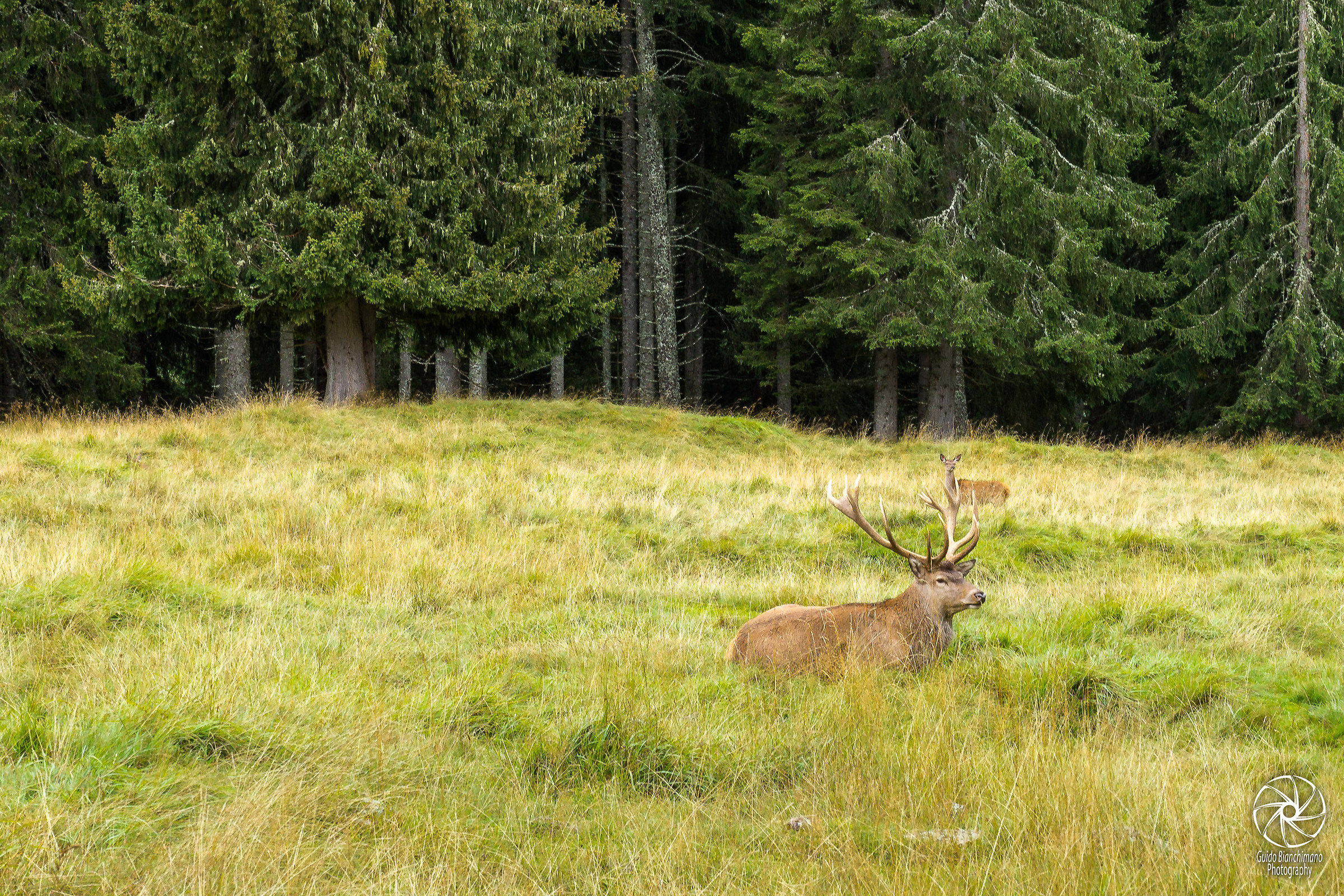 The Edge of the Forest