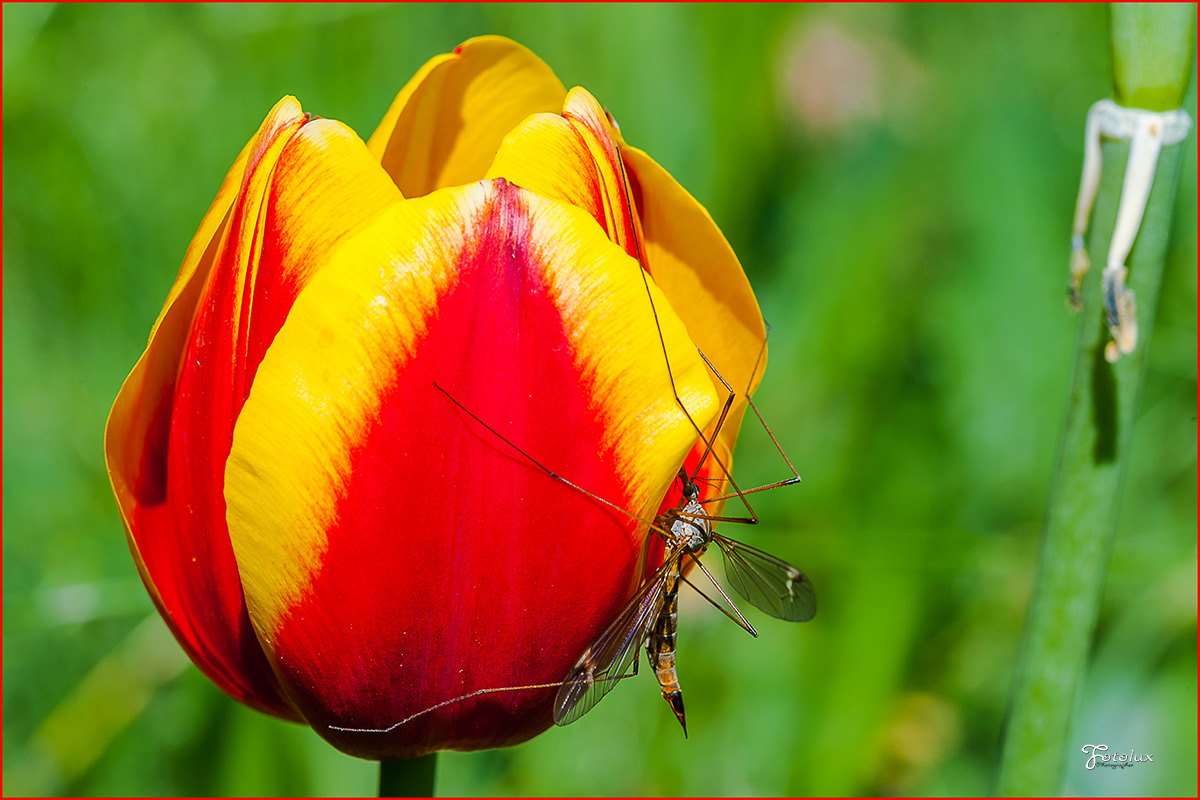 Tulipano con Tipulidae / Diptera
