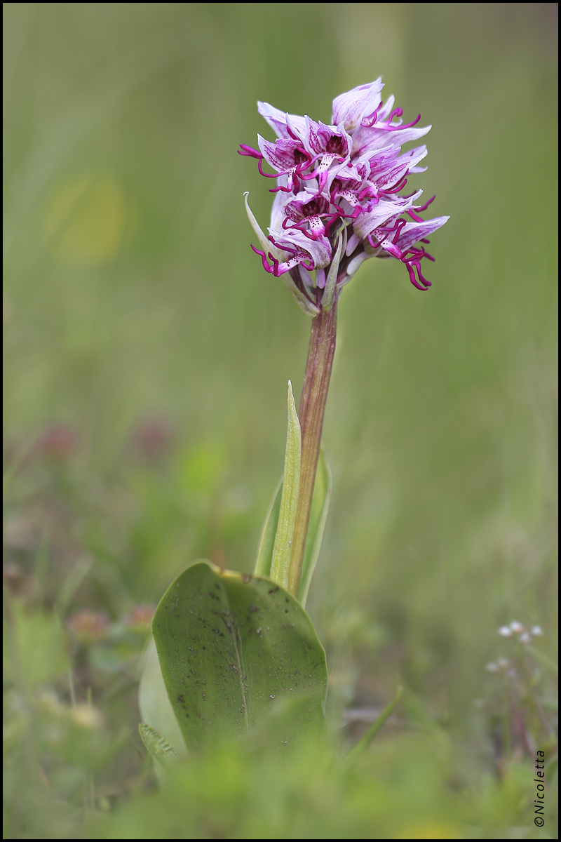 Orchis Simia