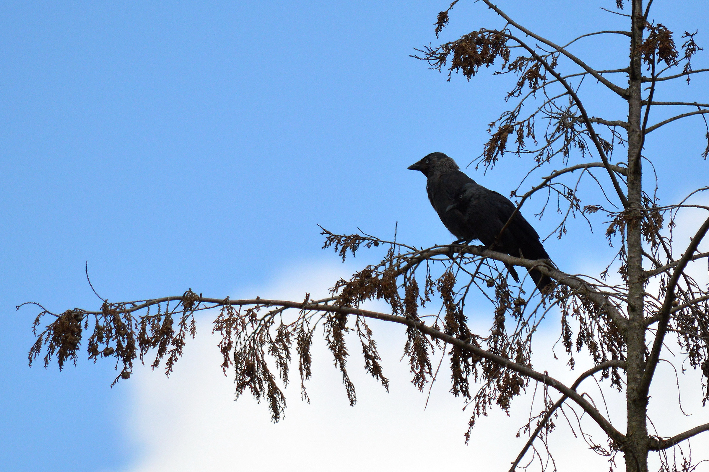 Jackdaws - Western Jackdaw
