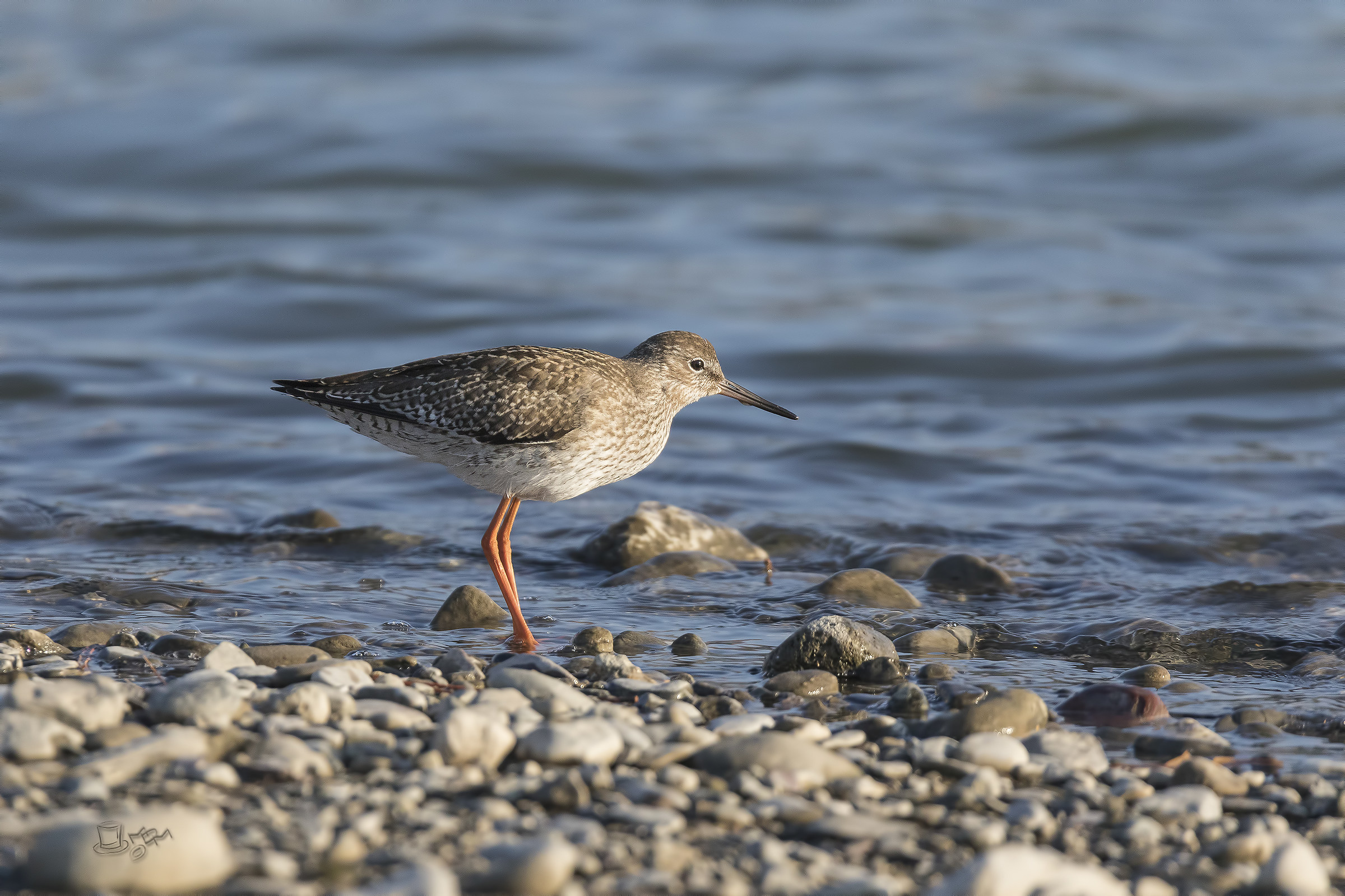 Redshank