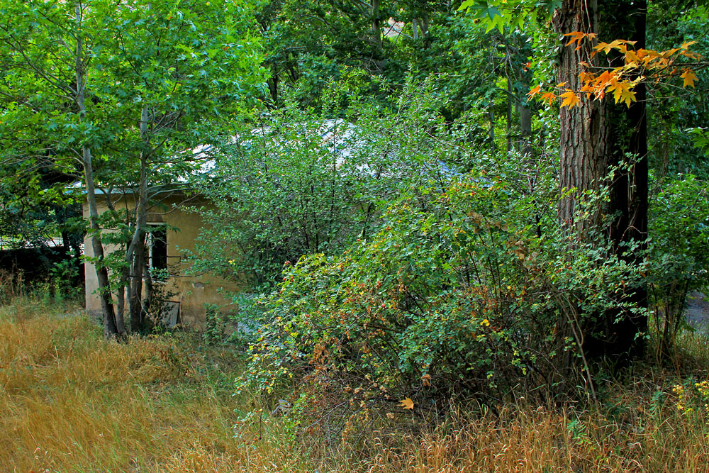 Abandoned Cottage