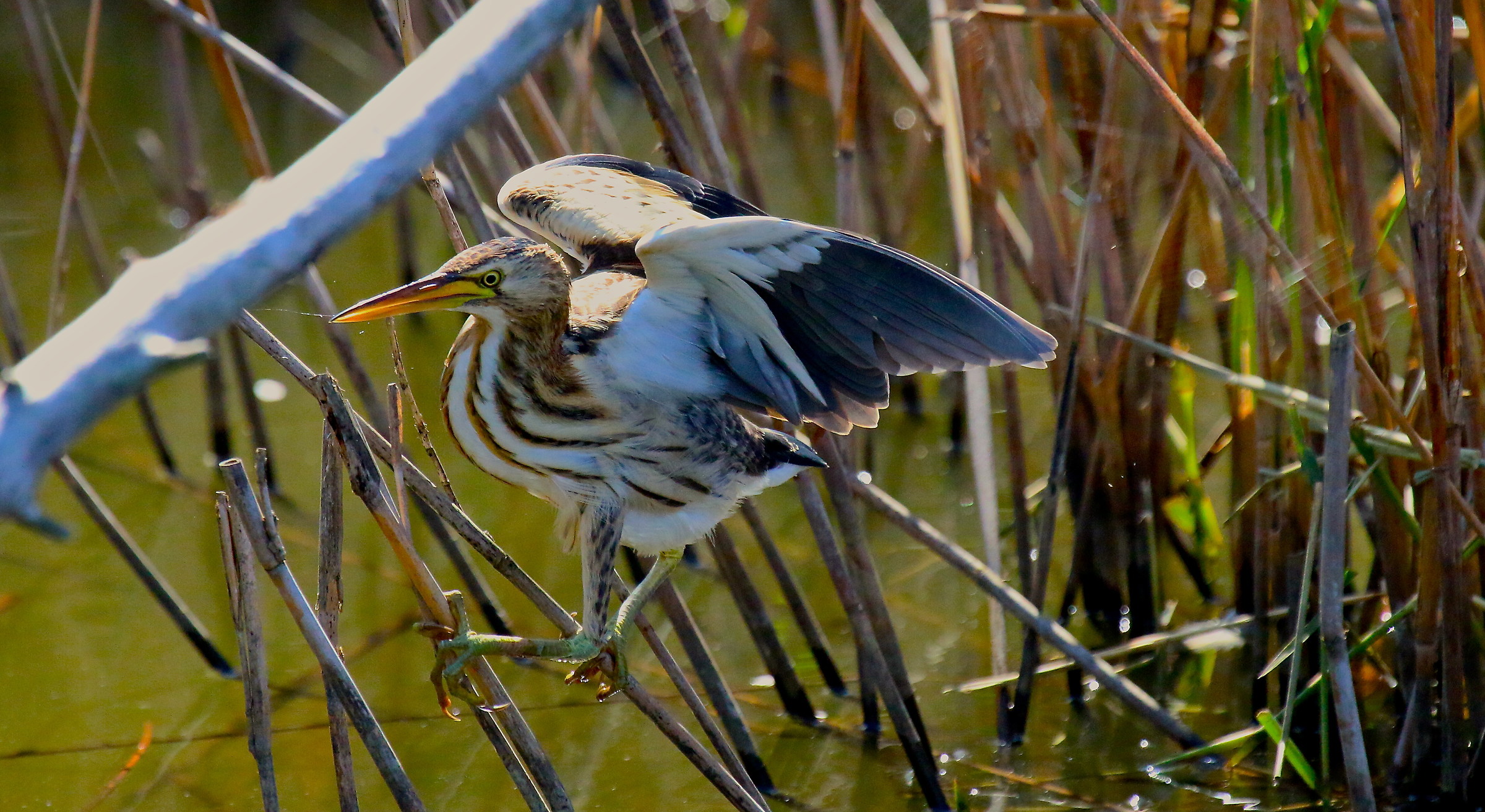 Bittern moving