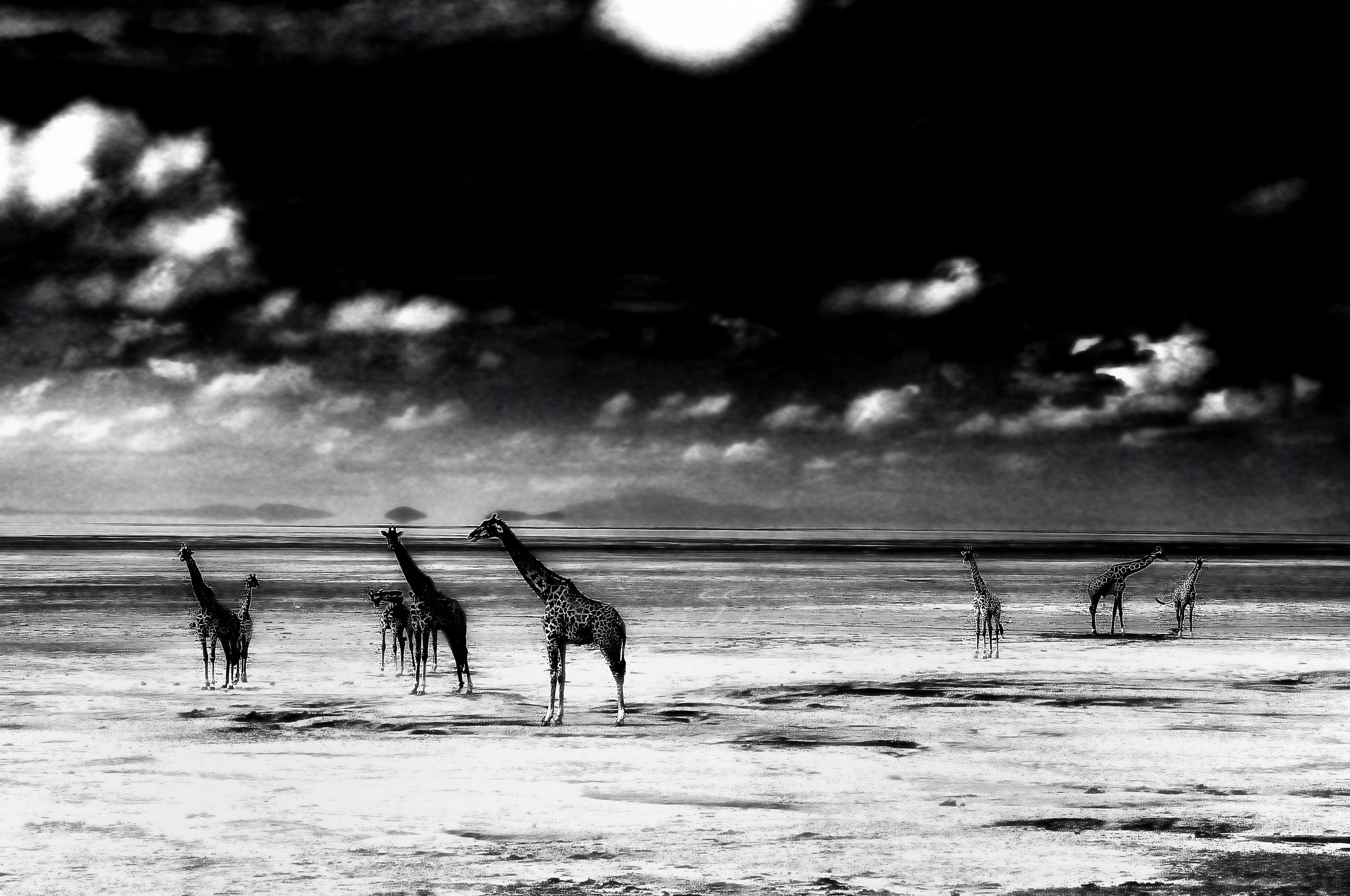 giraffe bn Lake Maniara
