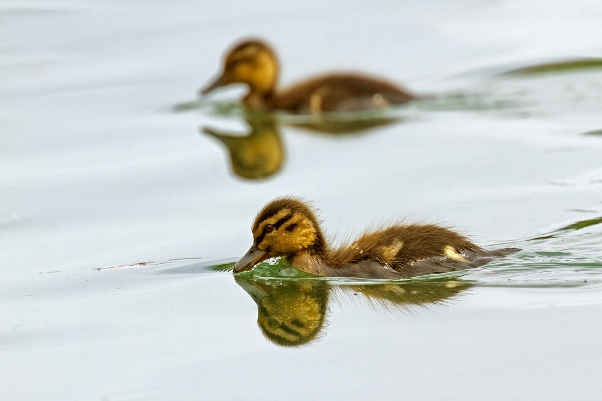come è grande il lago!!!