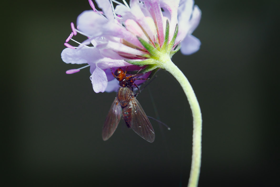 Misumena vatia
