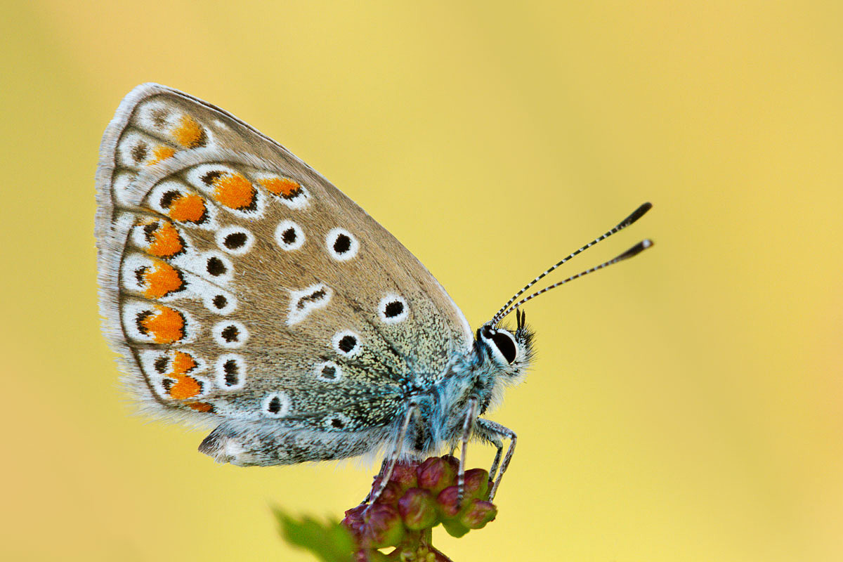 licenide yellow background