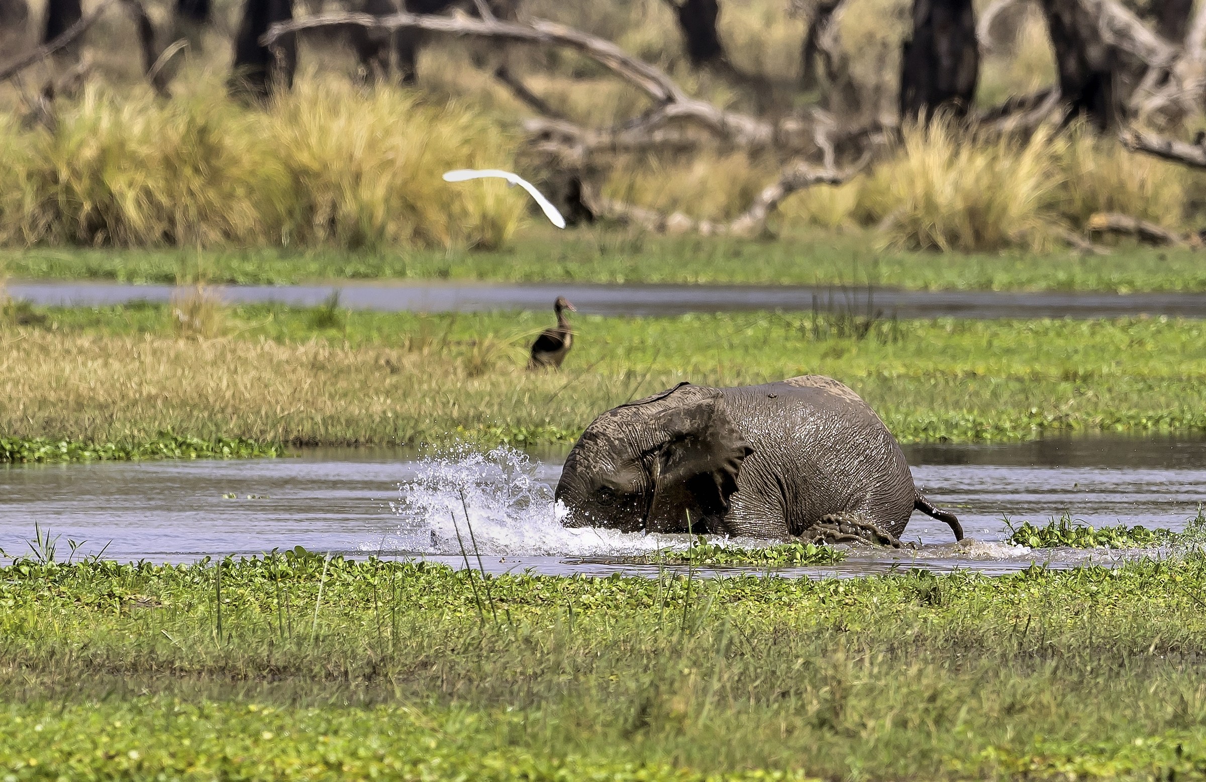 Zambia 2015 - Il bagnetto