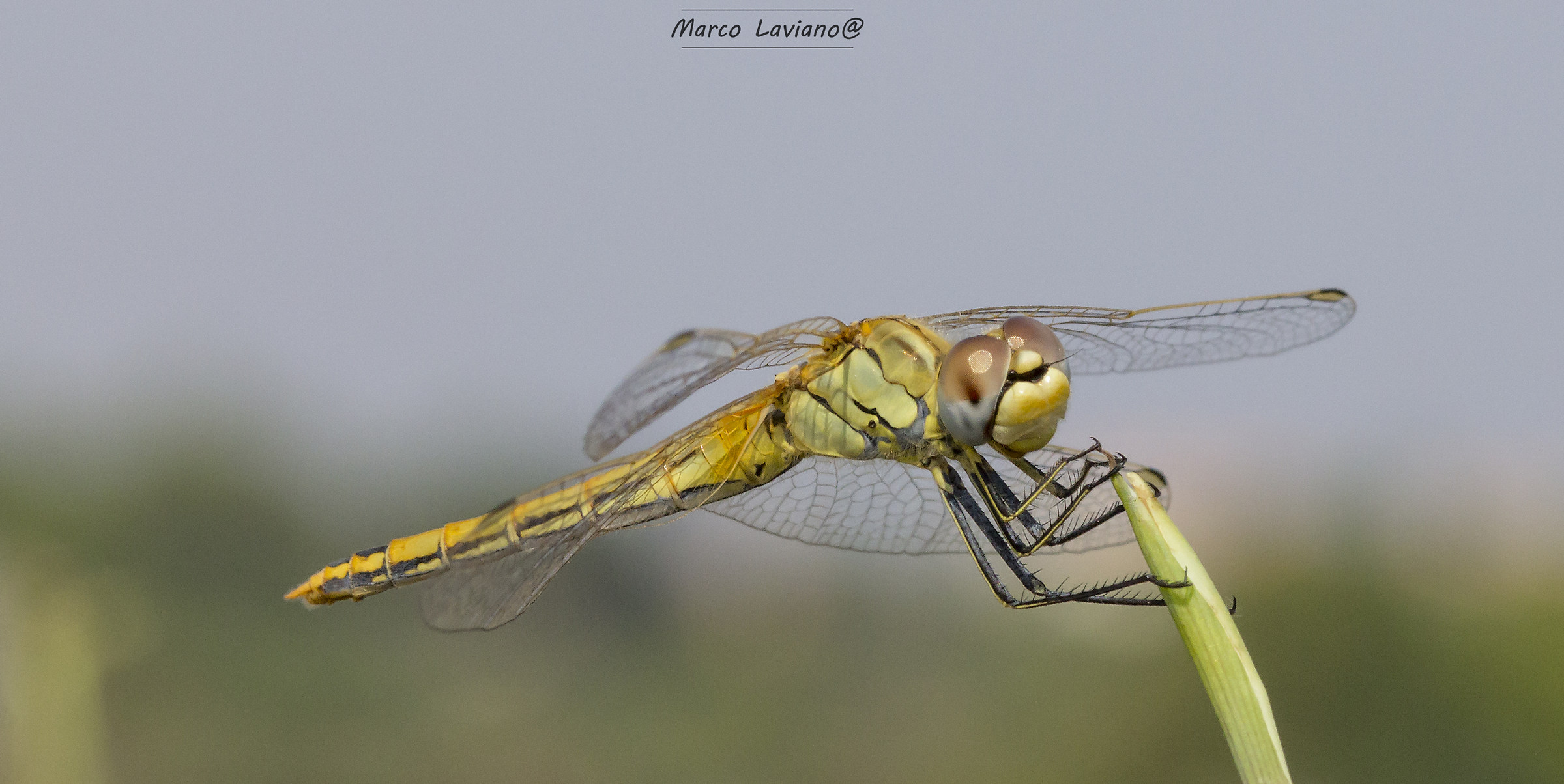 ...ce l'hai con me??