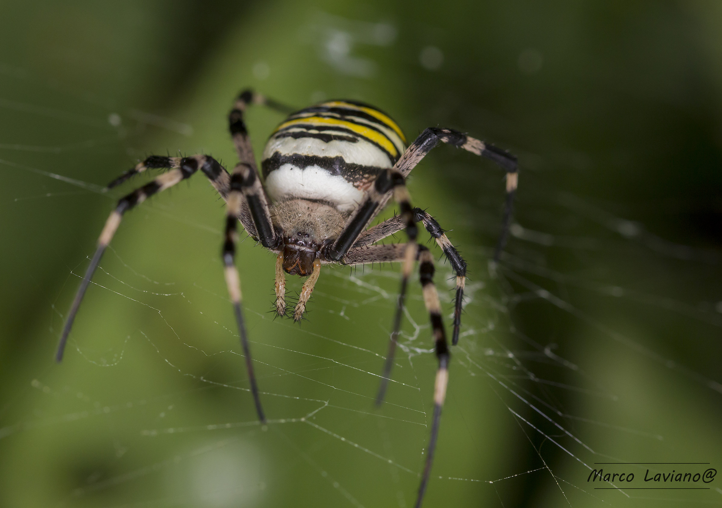 Argiope fasciata