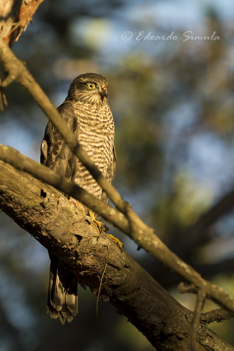 Young Sparrowhawk